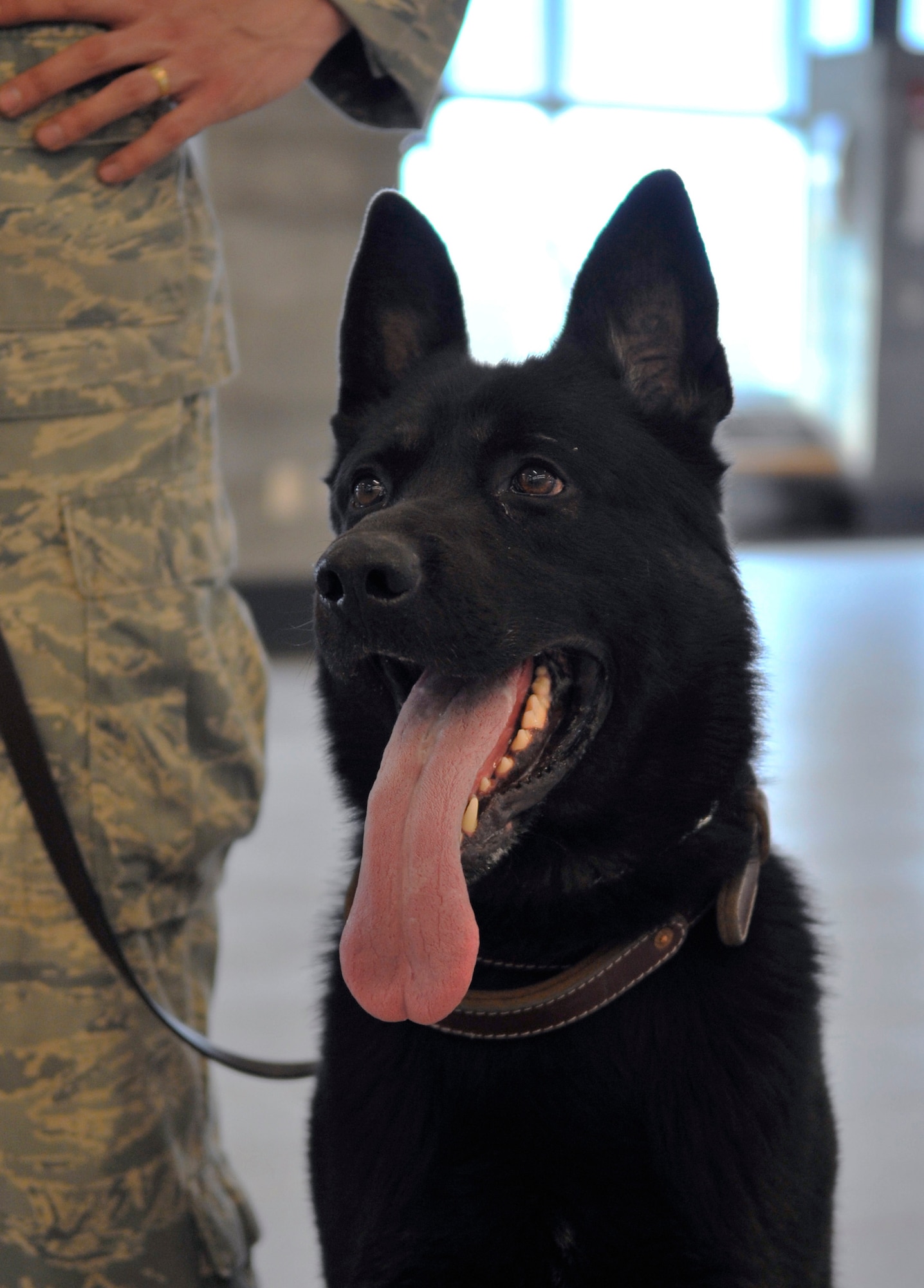 Benny, a military working dog, sits next to his handler, Staff Sgt. Robert Brown, after searching the new wing at the Fairbanks International Airport in Fairbanks, Alaska, for explosives May 5. The new wing opened to the public May 7. Sergeant Brown and Benny are a MWD team assigned to the 354th Security Forces Squadron, Eielson Air Force Base, Alaska. (U.S. Air Force photo/Staff Sgt. Christopher Boitz)