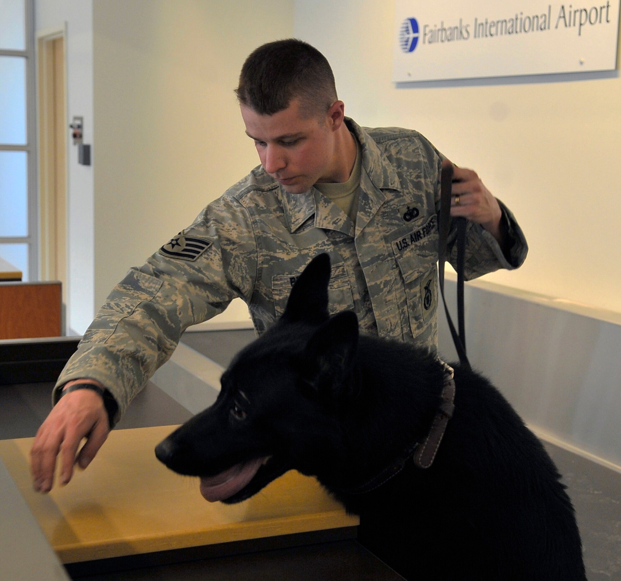 Staff Sgt. Robert Brown and military working dog Benny search a desk for explosives during a sweep of the new wing at the Fairbanks International Airport in Fairbanks, Alaska, May 5. The new wing was opened to the public May 7. Sergeant Brown and Benny are a MWD team assigned to the 354th Security Forces Squadron, Eielson Air Force Base, Alaska. (U.S. Air Force photo/Staff Sgt. Christopher Boitz)