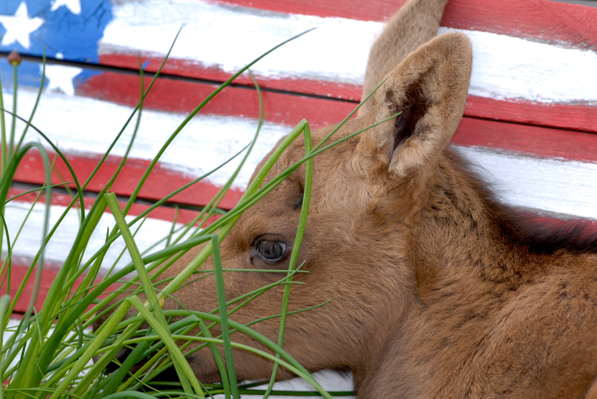ELMENDORF AIR FORCE BASE, Alaska -- A moose calf, only a few days old, lays in a flower bed in Moose Crossing housing after its mother bedded it down so she can browse for food. Moose calves will be born in the coming week or two and are bedded for sometimes extended periods of time. Base personnel are asked to avoid disturbing the calf so its mother is comfortable returning to retrieve its young. (U.S. Air Force photo/Master Sgt. Keith Brown)