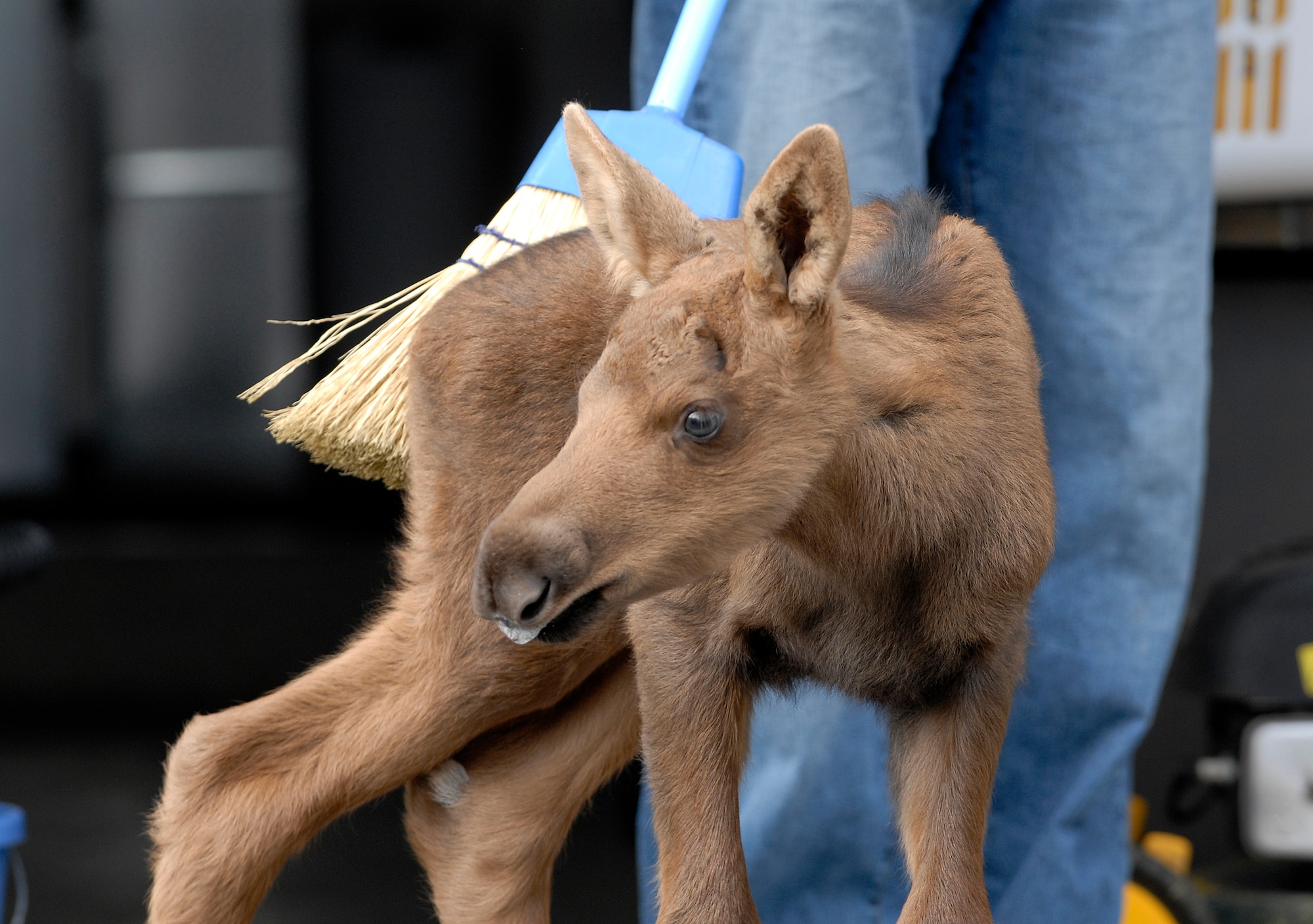 ELMENDORF AIR FORCE BASE, Alaska -- A moose calf trying to enter a garage is held at bay by a resident under the guidance of Military Conservation agents after his mother bedded him down so she can browse for food. Moose calves will be born in the coming week or two and are bedded for sometimes extended periods of time. Base personnel are asked to avoid disturbing the calf so its mother is comfortable returning to retrieve its young.(U.S. Air Force photo/Master Sgt. Keith Brown)
