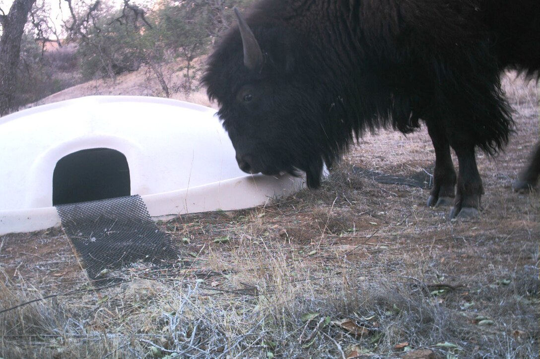 A bison approaches one of the new artificial watering holes to take a turn at getting a drink.