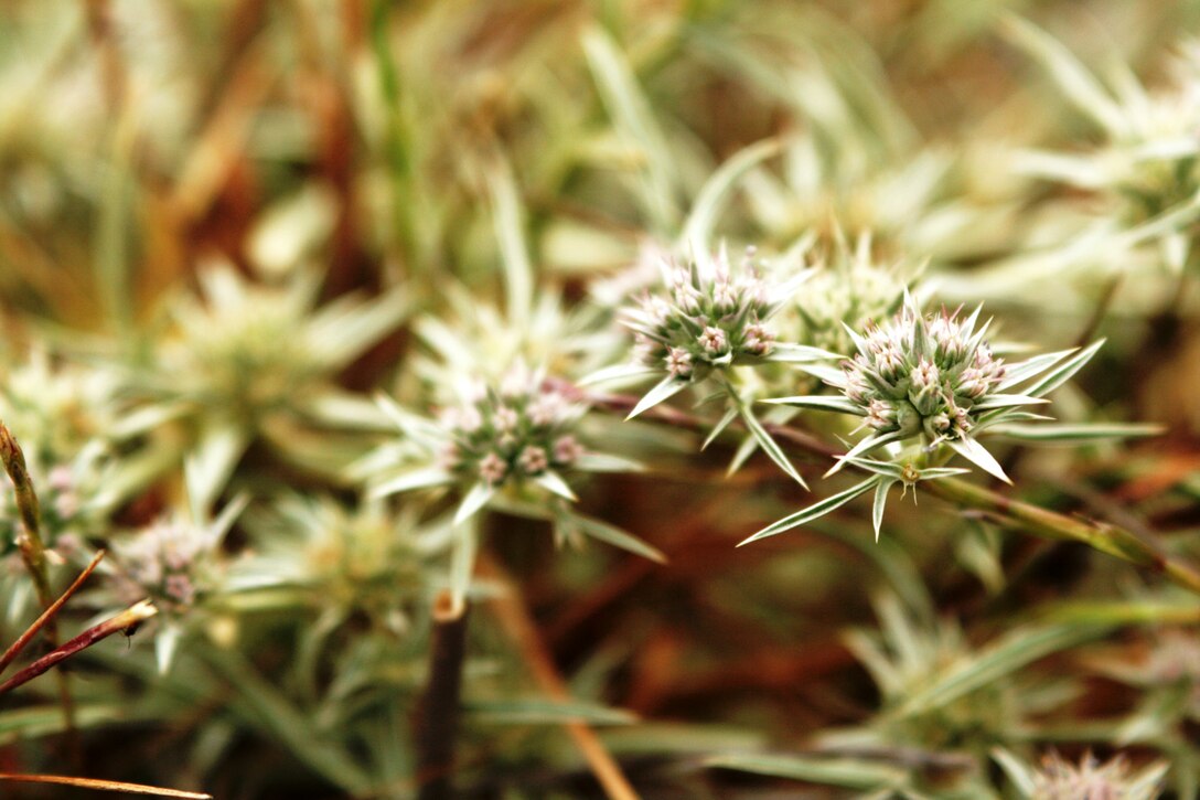 The Pendleton button-celery seen above, is a plant species found on and named after Camp Pendleton. Researchers were conducting federally-endangered San Diego button-celery surveys on base in the 90’s when they stumbled on the closely-related species.