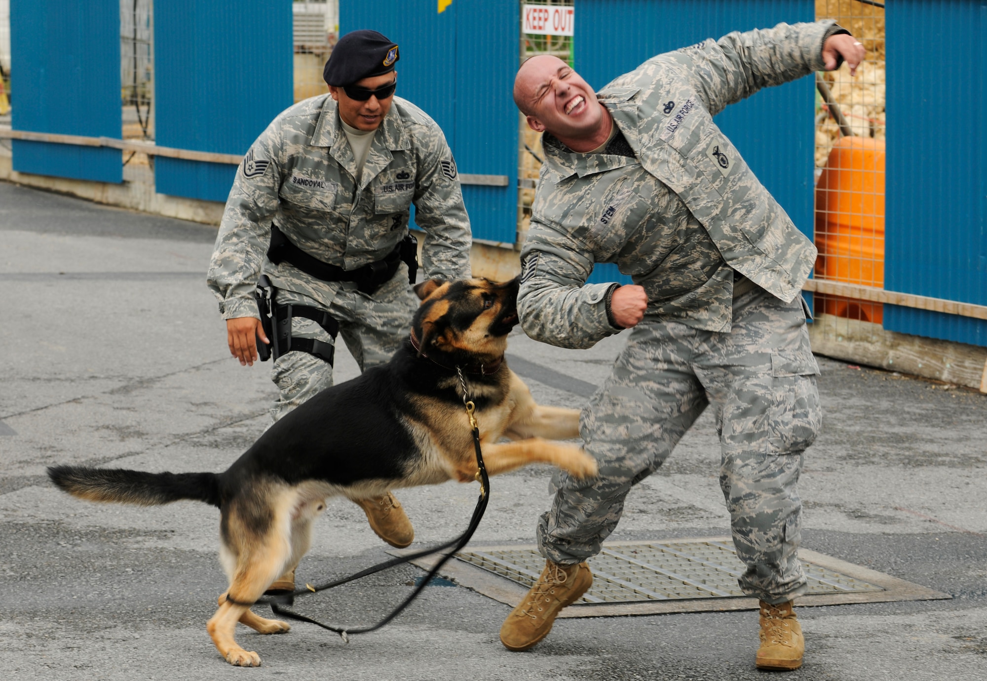 Zena, an 18th Security Forces military working dog, takes the suspected bank robber down during Beverly High 09-2 Local Operational Readiness Exercise May 12. The LORE tests base personnel on their readiness for real world emergency/combat events.  (U.S. Air Force photo/Airman 1st Class Chad Warren) 
