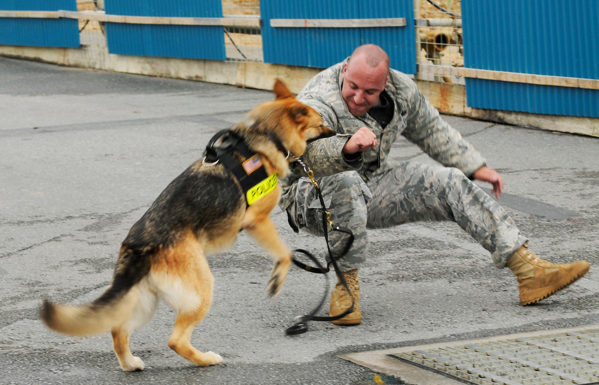 Zena, an 18th Security Forces military working dog, takes the suspected bank robber down during Beverly High 09-2 Local Operational Readiness Exercise May 12. The LORE tests base personnel on their readiness for real world emergency/combat events.  (U.S. Air Force photo/Airman 1st Class Chad Warren)