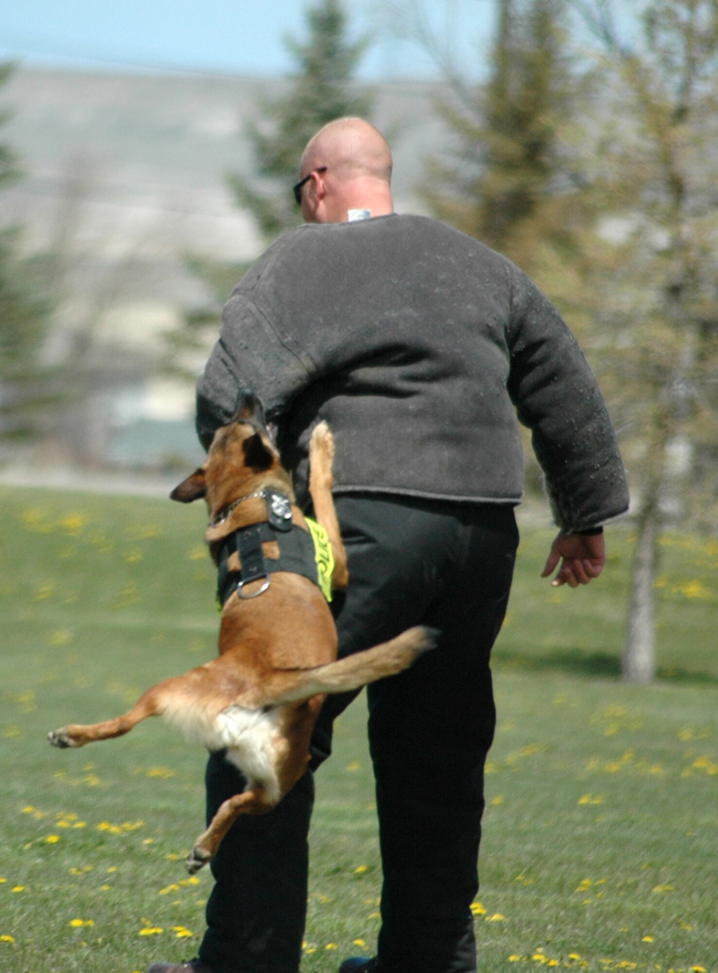 Bibi, one of Malmstrom's military working dogs, takes a bite out of a suspect, Staff Sgt. Joseph Knowles, 341st Security Forces Squadron, May 13 as part of the base's celebration of Police Week 2009. (U.S. Air Force photo/Staff Sgt. Marcus McDonald)