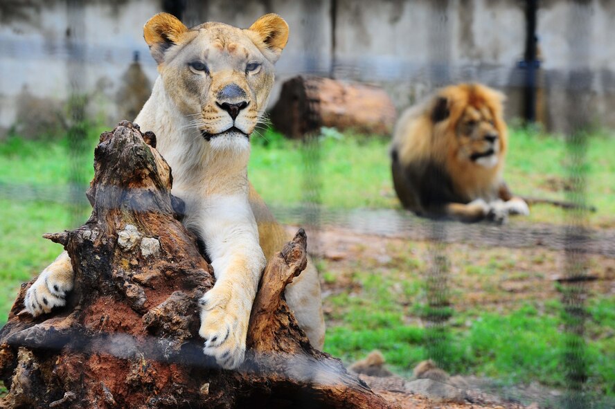 DYESS AIR FORCE BASE, Texas - Active Duty servicemembers and their families enjoyed an activity filled day at the Abilene Zoo during the annual Abilene community Zoolute, here May 16. Zoolute was created as a way to show tribute to U.S. Armed Forces, the offer free admission, give aways, and food to those who participate. (U.S. Air Force photo by Senior Airman Domonique Washington)