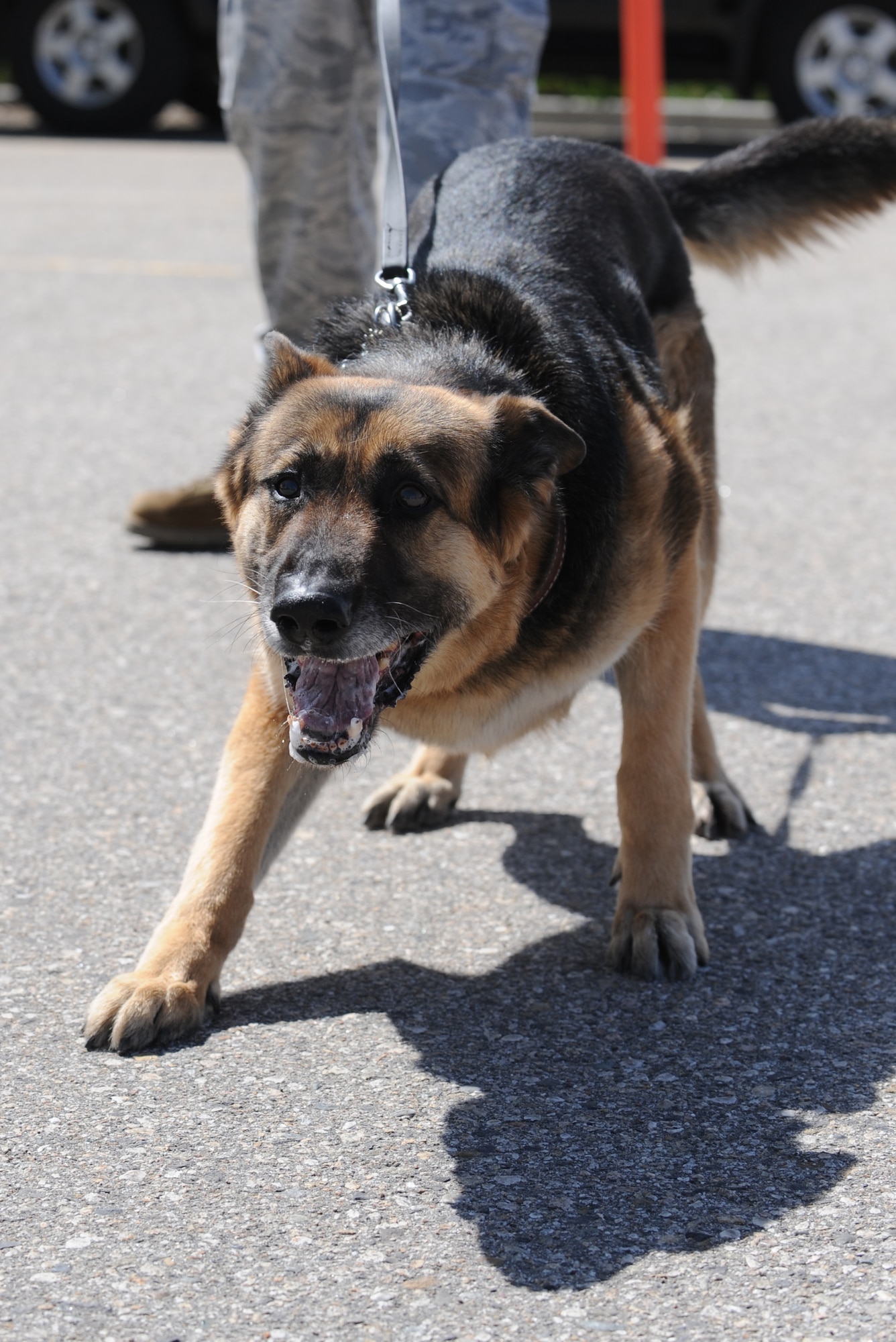 MOUNTAIN HOME AIR FORCE BASE, Idaho-- Dasty, 366th Security Forces Squadron military working dog, shows how aggressive he can be during a demonstration at the Base Exchange May 13 in appreciation of National Police Week. The week honors personnel in law enforcement and pay tribute to those who gave their lives while serving their community.  (U.S. Air Force photo/ Airman 1st Class Renishia Richardson)