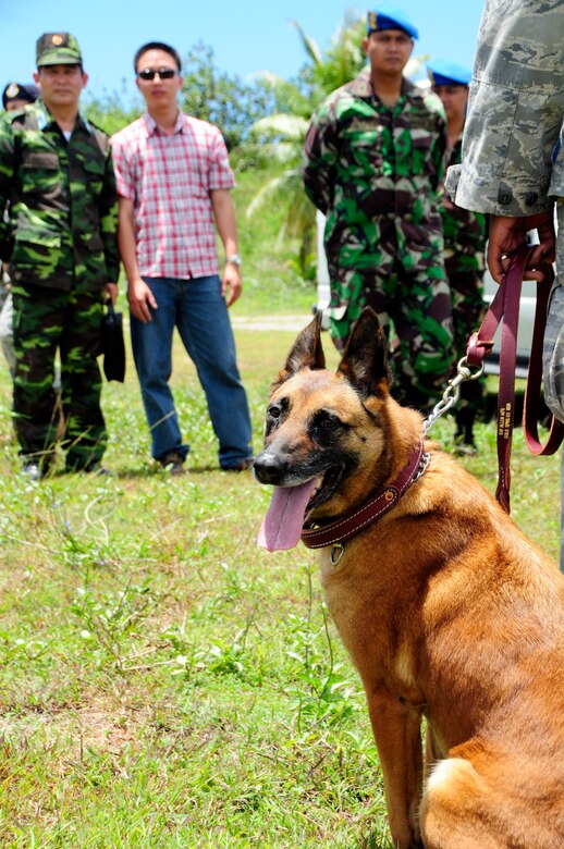 ANDERSEN AIR FORCE BASE, Guam - Military working dog handlers demonstrate techniques to Vietnam Col. Tran Van Thuan and his interpreter Cu Huy Cuong and Indonesia Maj. Agung Satya Wibowo and Capt. Tatiet Rozadi at Andersen South, May 19.The purpose of the Subject Matter Expert Exchange visit was to show Andersen's capabilities to the Vietnamese and Indonesian visitors as well as become familiar with nations in the Pacific Command Region. (U.S. Air Force photo by Airman 1st Class Courtney Witt)
