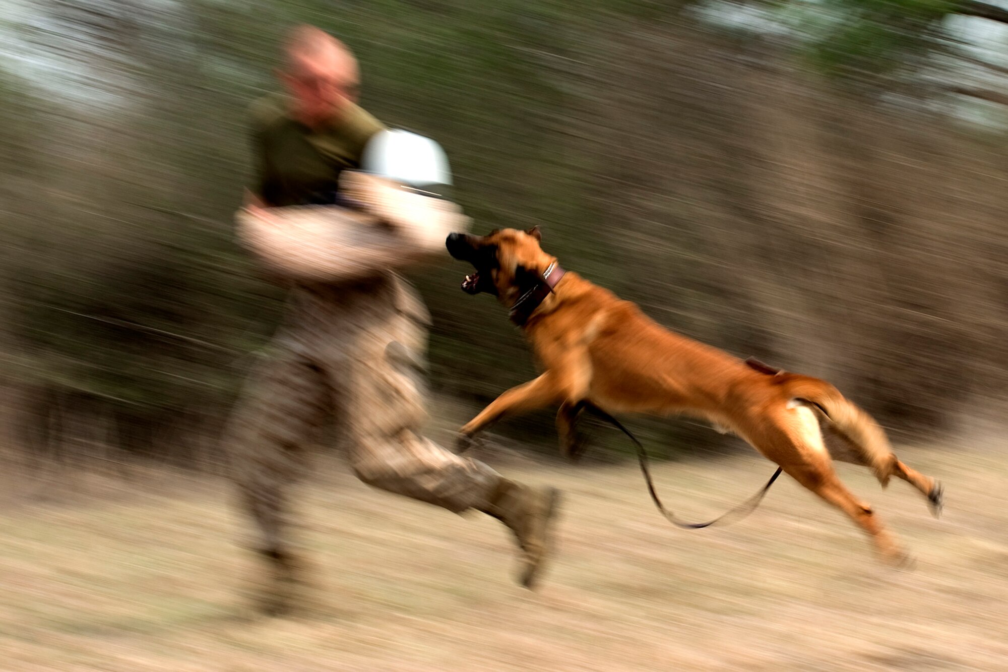A military working dog attacks his handler on command at the training grounds of Lackland Air Force Base, Texas.  Military working dogs are enrolled in a 60- to 90-day training program where they are taught to detect explosives and drugs. They are also taught deterrence training and how to protect their handler. (U.S. Air Force photo/Senior Airman Christopher Griffin)