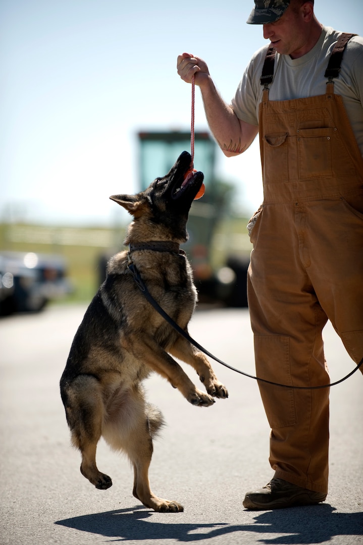 Staff Sgt. William Riney rewards his military working dog for detecting narcotics around vehicles on the training grounds of Lackland Air Force Base, Texas. Military working dogs are enrolled in a 60- to 90-day training program where they are taught to detect explosives and drugs. They are also taught deterrence training and how to protect their handler. (U.S. Air Force photo/Senior Airman Christopher Griffin)