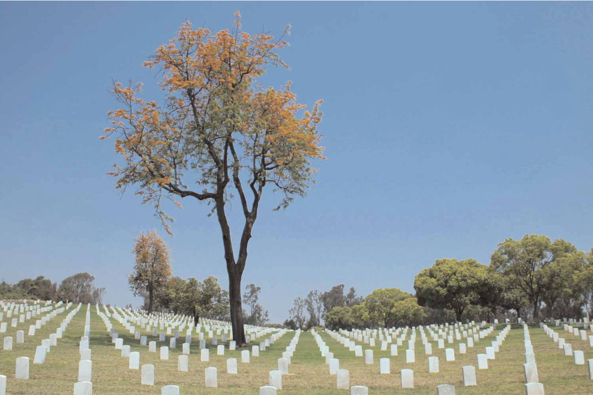 Los Angeles National Cemetery  (photo by Side Butler)