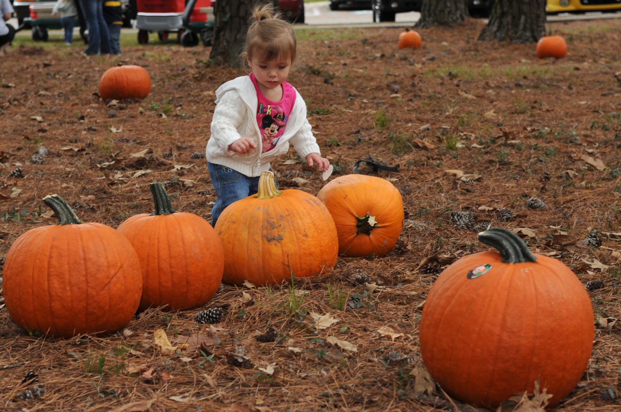 Autumn Kemp, 20 months old, examines the pumpkins she picked out at the child development center's annual pumpkin patch to determine which one she is taking home at Seymour Johnson Air Force Base, N.C., Oct. 30, 2009. Autumn is the daughter of Senior Airman Anne Kemp, 4th Force Support Squadron force management operation technician, and Tech. Sgt. Brett Kemp, 4th Equipment Maintenance Squadron. (U.S. Air Force photo/Senior Airman Courtney Richardson)