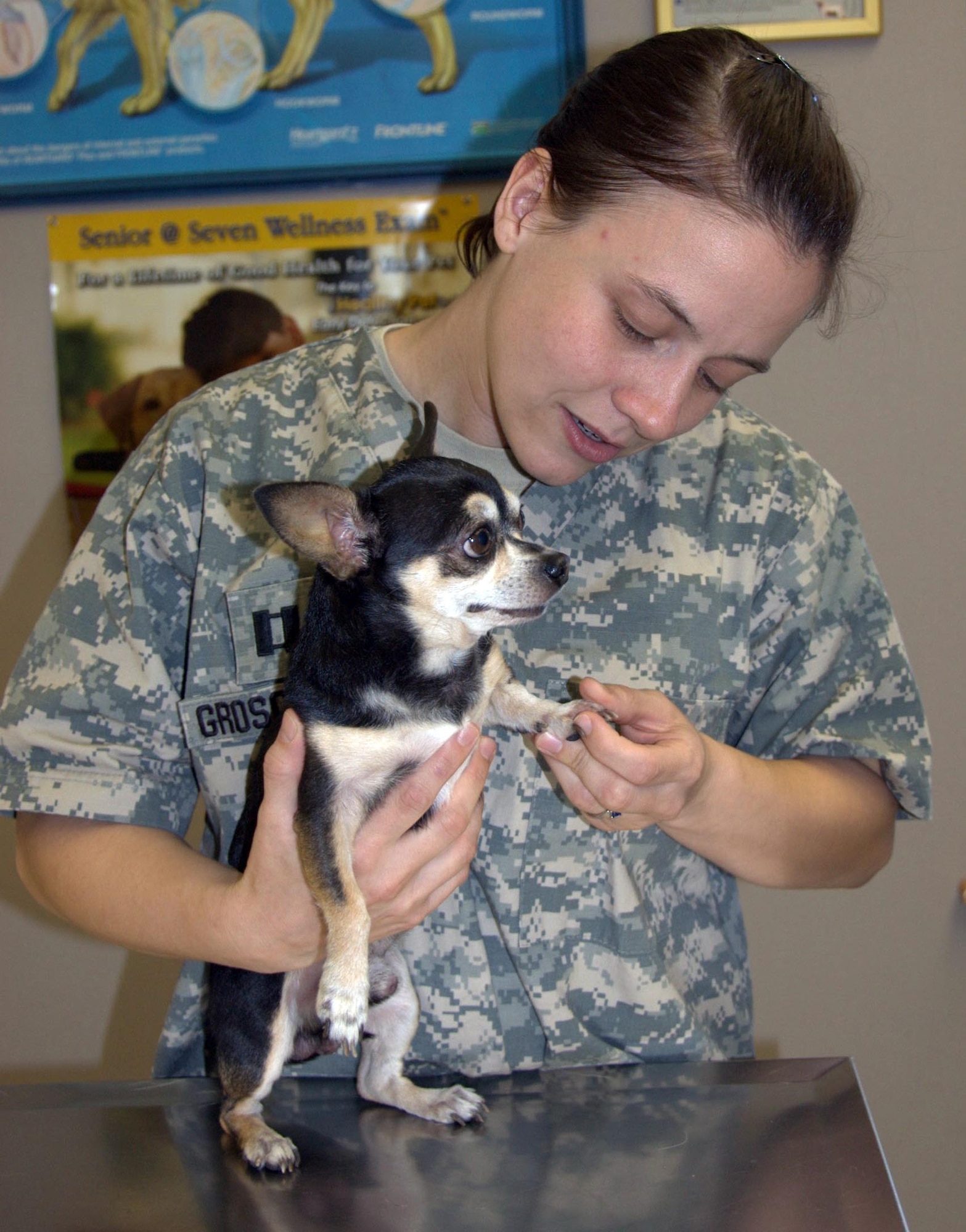 Captain Claire Groschwitz of the 325th Fighter Wing Vet Clinic examines eight-year old Chihuahua Cisco Van Damme. Capt. Groschwitz is an Army Veterinarian assigned to Tyndall and oversees the base Vet Clinic.  (U.S. Air Force photo by: Major Veronica Kemeny)

 

