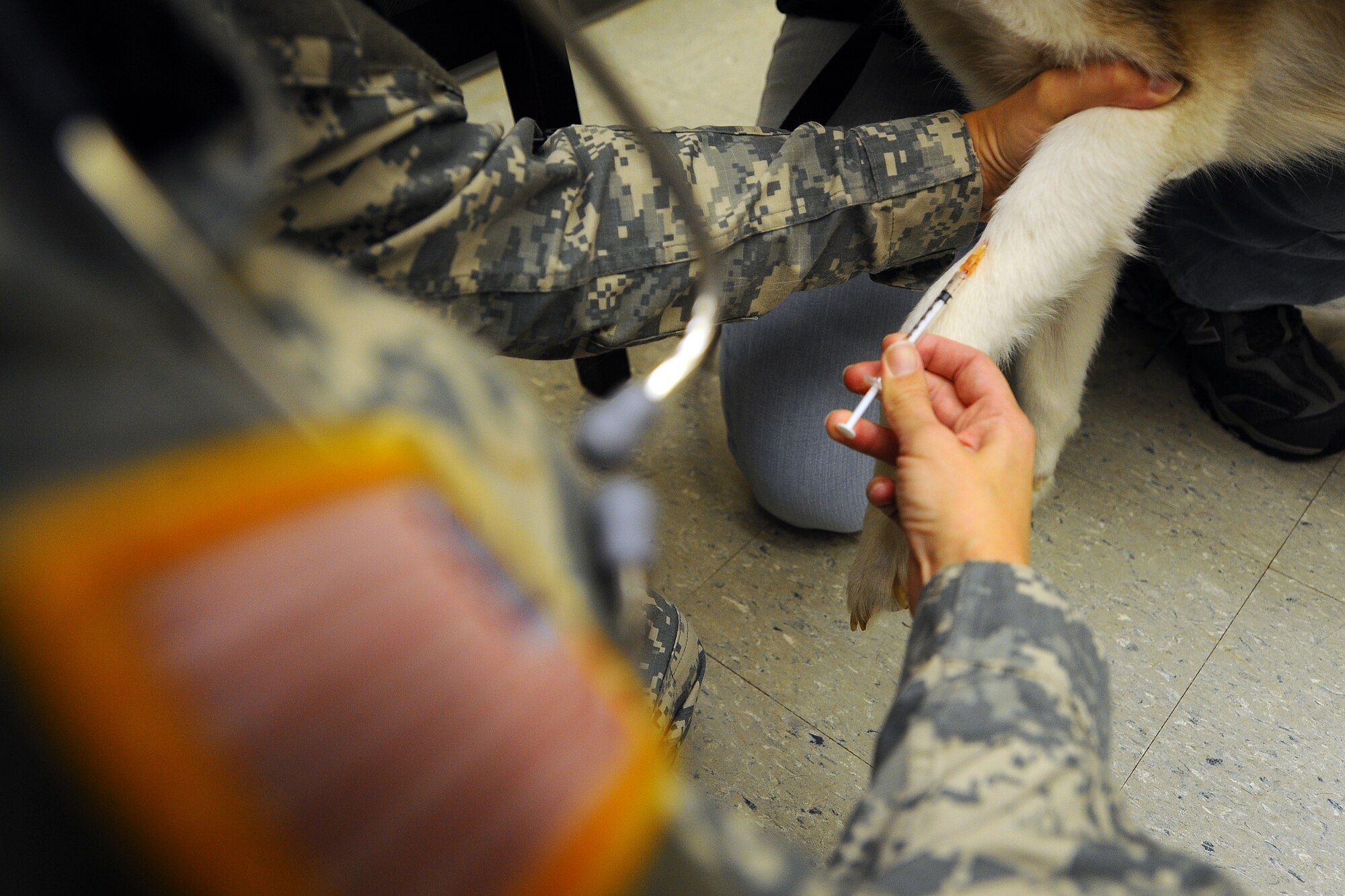 OFFUTT AIR FORCE BASE - U.S. Army Capt. Amanda J. Chamberlin, a veterinarian with the 55th Medical Operations Squadron, draws blood from Sparky, a Husky at the Offutt's Veterinary Clinic Nov. 6.  The clinic offers a full range of care to all pets of active-duty and retired servicemembers. U.S. Air Force Photo by Josh Plueger
