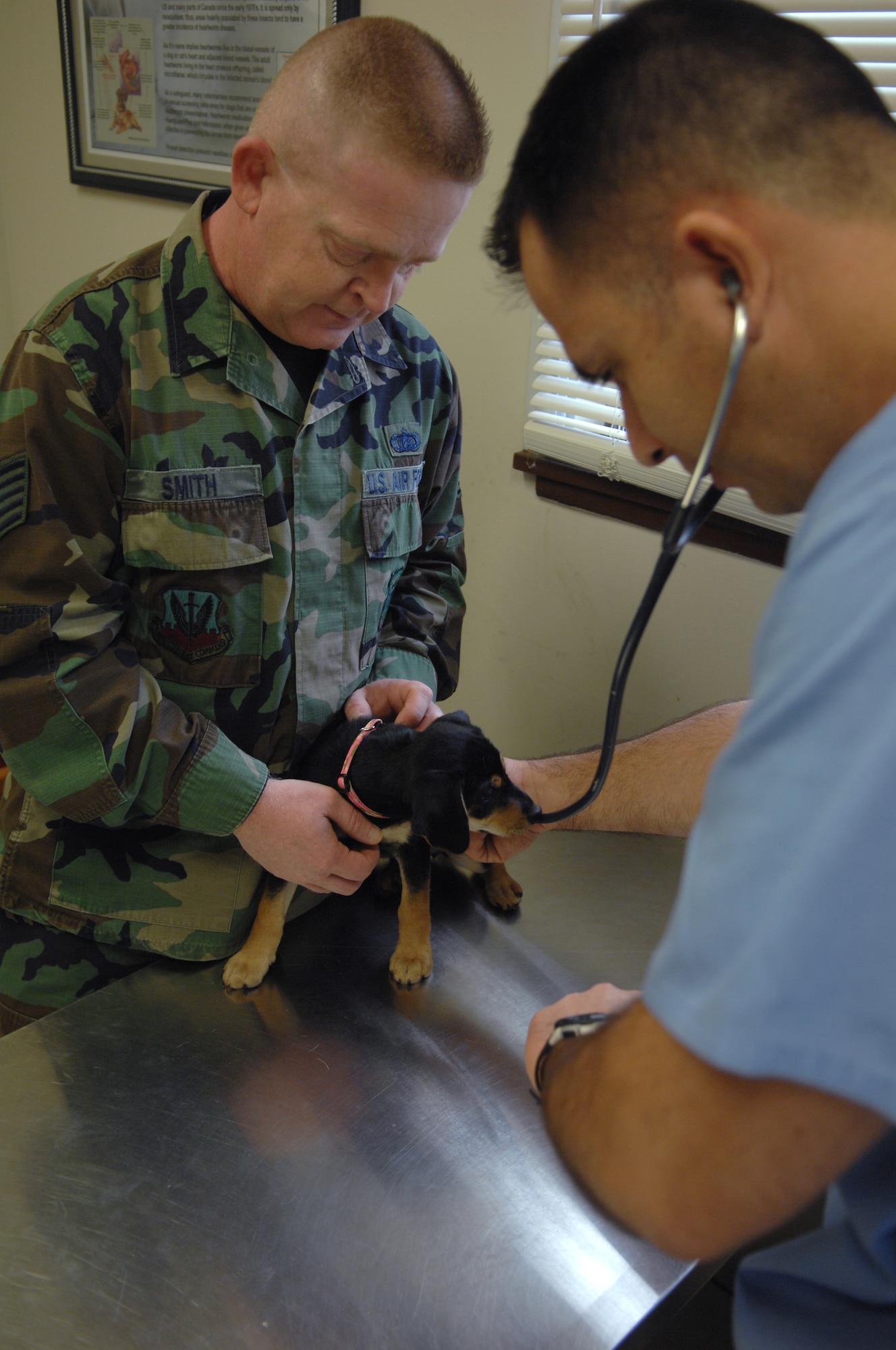 Staff Sgt. Eduardo Quezada, Army veterinarian technician, checks Dixie’s heart before administering her distemperment vaccination, wormer and inserting her micro chip here Nov. 10. Dixie is the family pet of Tech. Sgt. Jeff Smith, 509th Communications Squadron member.  The clinic aids service members in keeping pets legal, safe and healthy.  ( U.S. Air Force Photo/ Senior Airman Jessica Mae Snow) (Released)