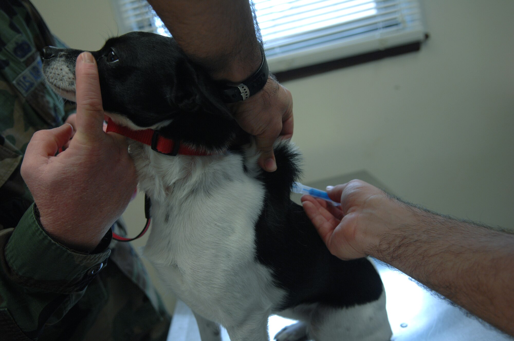 Staff Sgt. Eduardo Quezada, Army veterinarian technician, inserts a micro chip just under Daisy’s skin here Nov. 10. Daisy is the family pet of Tech. Sgt. Jeff Smith, 509th Communications Squadron member.  All pets living on base are required to be micro chipped so owners can quickly be notified when their pet is lost. (U.S. Air Force Photo/ Senior Airman Jessica Mae Snow) (Released)