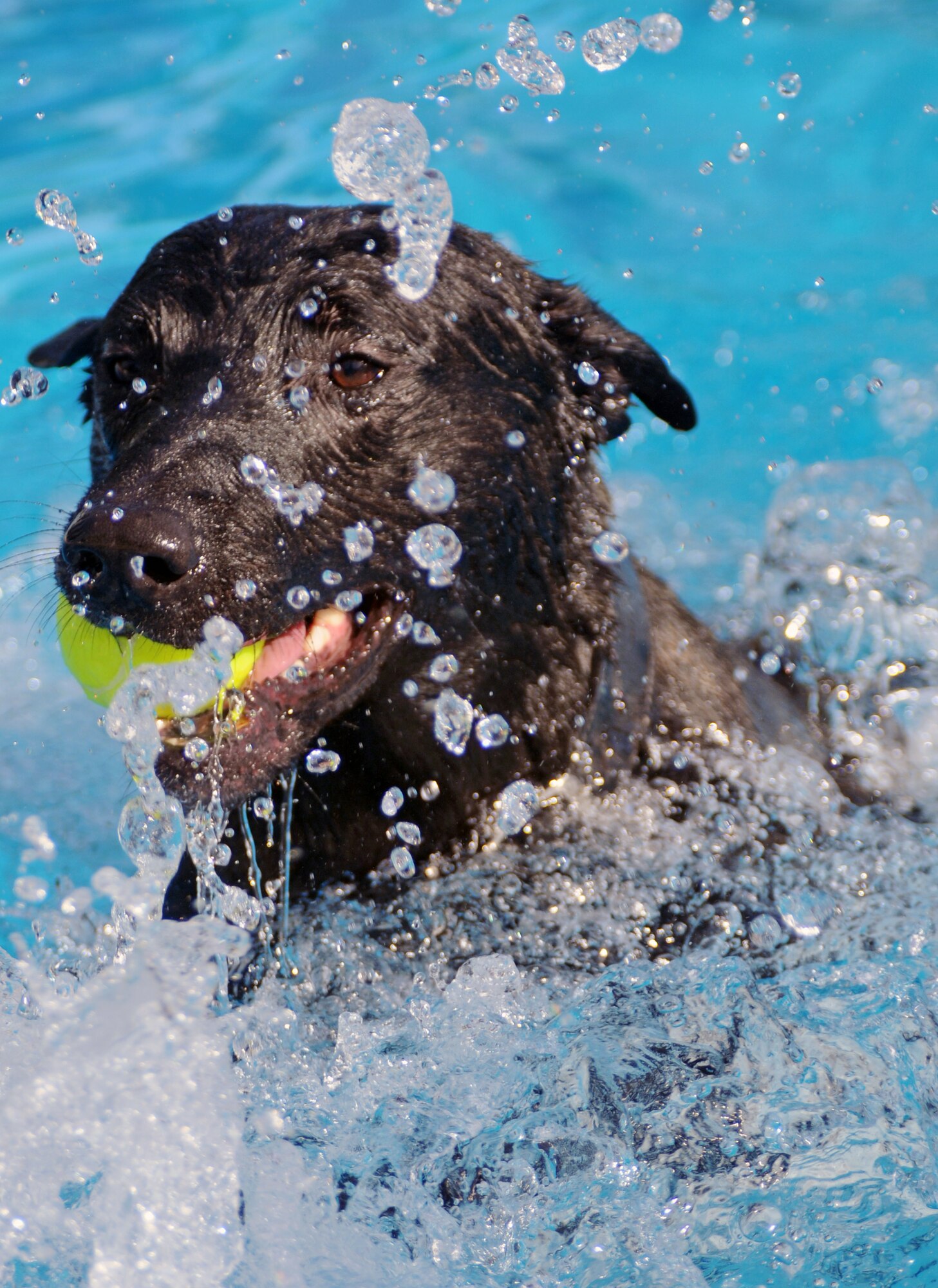 One of the many dogs that came out to swim and play during “Dog Daze” swims back to the side of Incirlik’s base pool with his ball Saturday, Nov. 7, 2009. “Dog Daze” was intended for Incirlik members to bring out their canines to play fetch, swim and just have fun in the pool before it closes until next year’s swimming season. More than 20 dogs and their owners came out to participate in the event.(U.S. Air Force photo/Senior Airman Sara Csurilla)