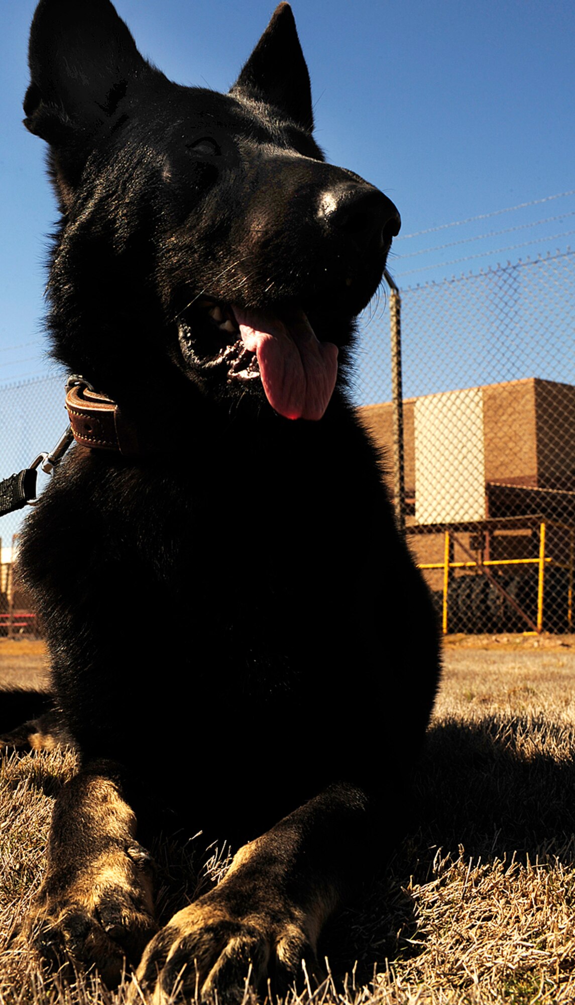 HOLLOMAN AIR FORCE BASE, N.M. -- Military working dog Luxi/N428 takes a break from playing with Tech. Sgt. Kevin Williams, 49th Security Forces Squadron, Oct. 30. Luxi is the 49th SFS's newest canine to arrive here from Lackland AFB, Texas, where he received dual training in the 341st Training Squadron. (U.S. Air Force photo by Senior Airman Tiffany Trojca)