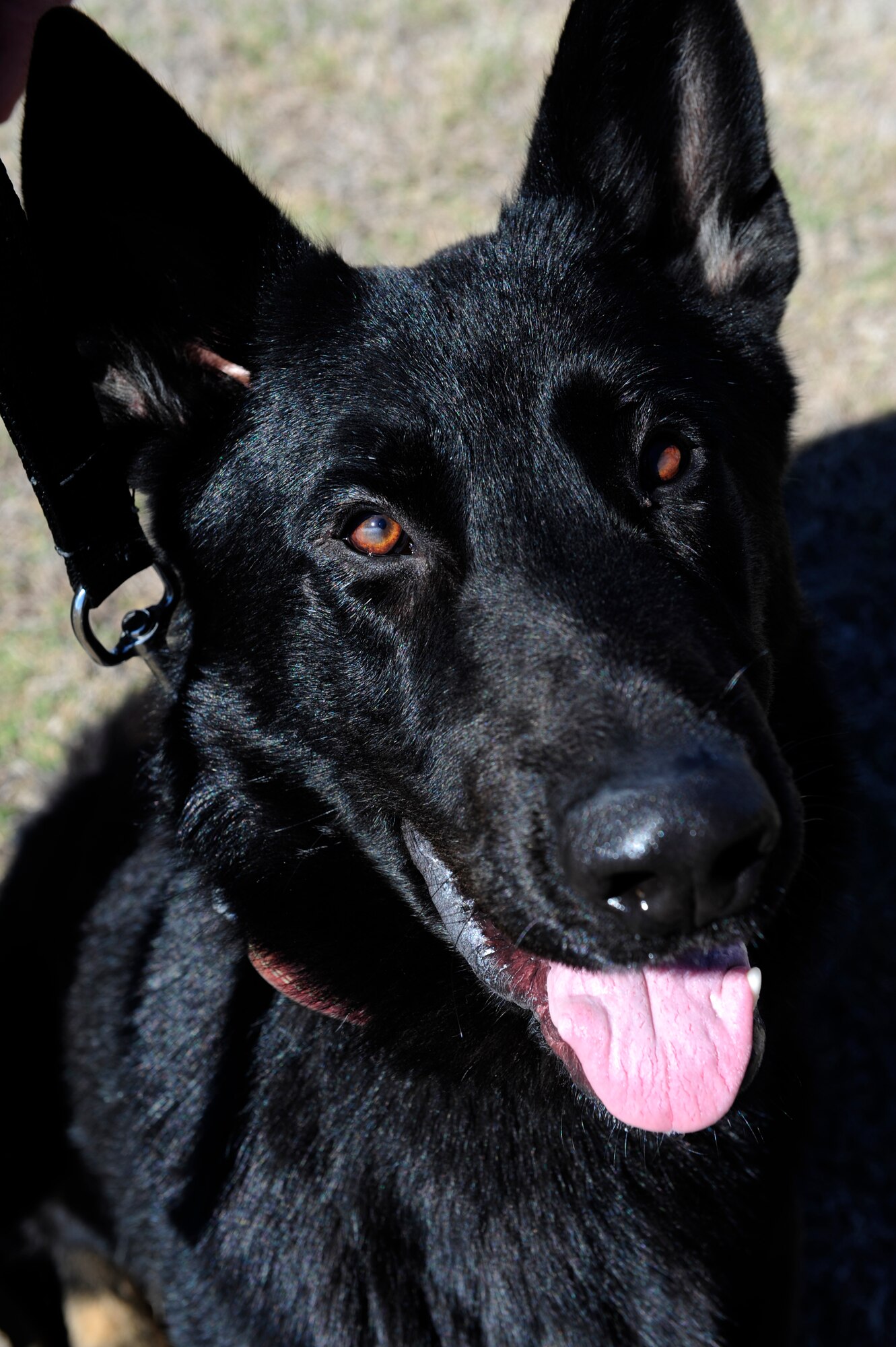 HOLLOMAN AIR FORCE BASE, N.M. -- Military working dog Luxi/N428 takes a break from playing with Tech. Sgt. Kevin Williams, 49th Security Forces Squadron, Oct. 30. Luxi is the 49th SFS's newest canine to arrive here from Lackland AFB, Texas, where he received dual training in the 341st Training Squadron. (U.S. Air Force photo by Senior Airman Tiffany Trojca)