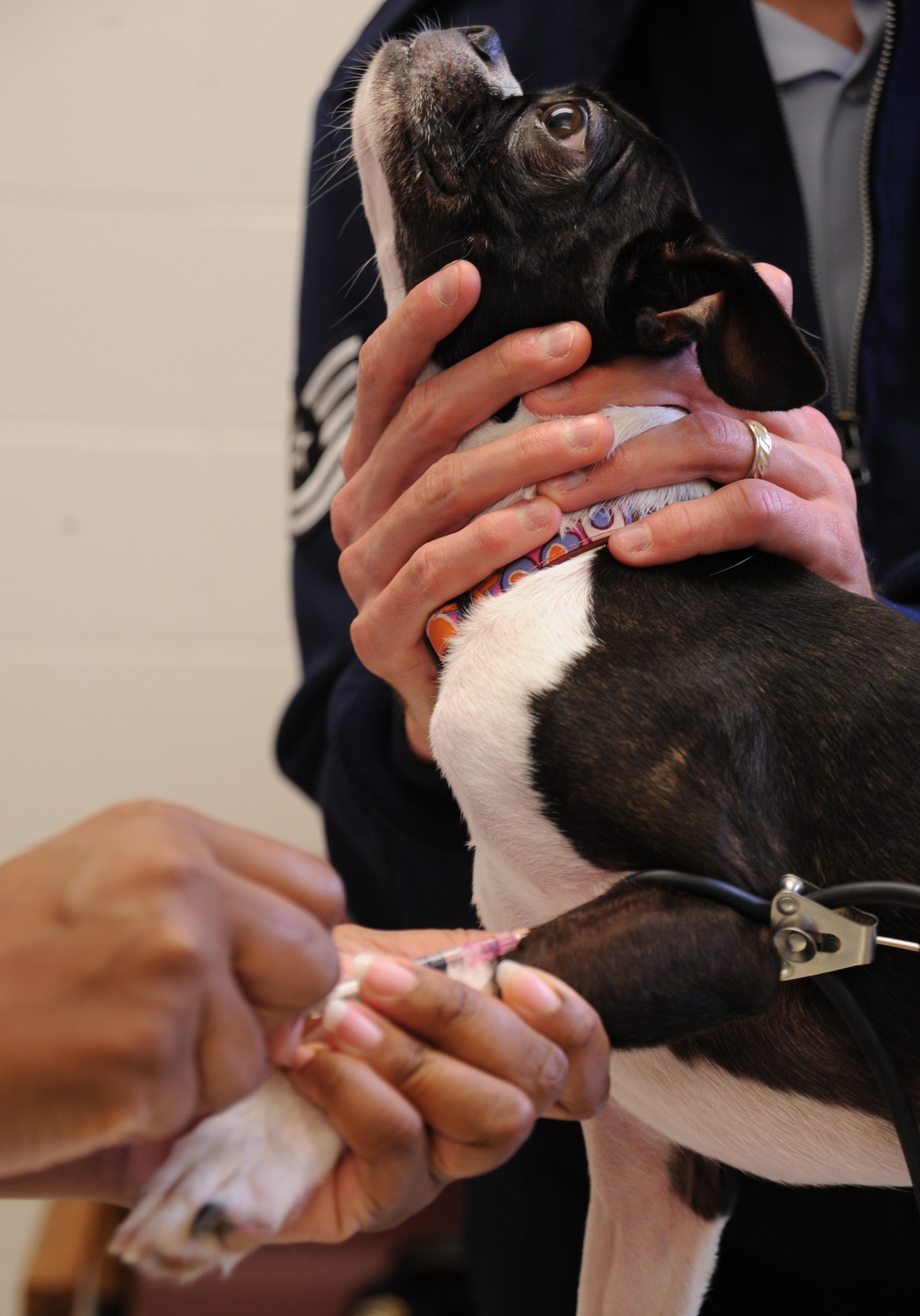 Sassy, a 4-year-old Boston terrier, gets her blood drawn for a routine heartworm test, Nov. 10, 2009, at the base veterinarian clinic at McConnell Air Force Base, Kan. The American Heartworm Society recommends animals receive monthly heartworm prevention treatment. (U.S. Air Force Photo/Airman 1st Class Ruiz)