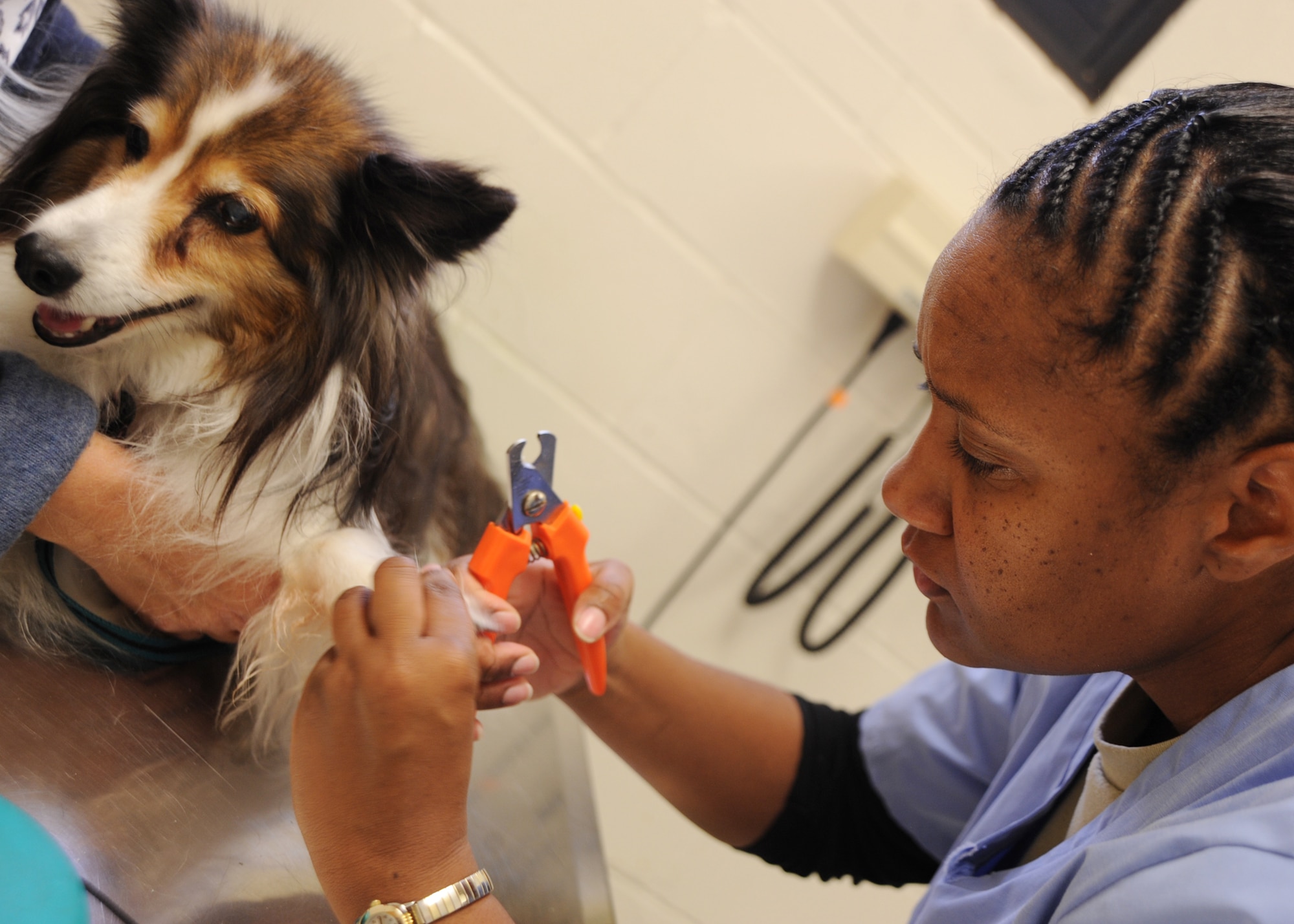 Army Sgt. Debbie McGregory-Russ, non-commissioned officer in charge of the McConnell Air Force Base, Kan., veterinary clinic, trims the nails of Buddy, a 14-year-old sheltie, Nov. 10, 2009, at the clinic. Elongated nails on pets can cause running discomfort and soreness and can lead to infections. (U.S. Air Force Photo/Airman 1st Class Ruiz)