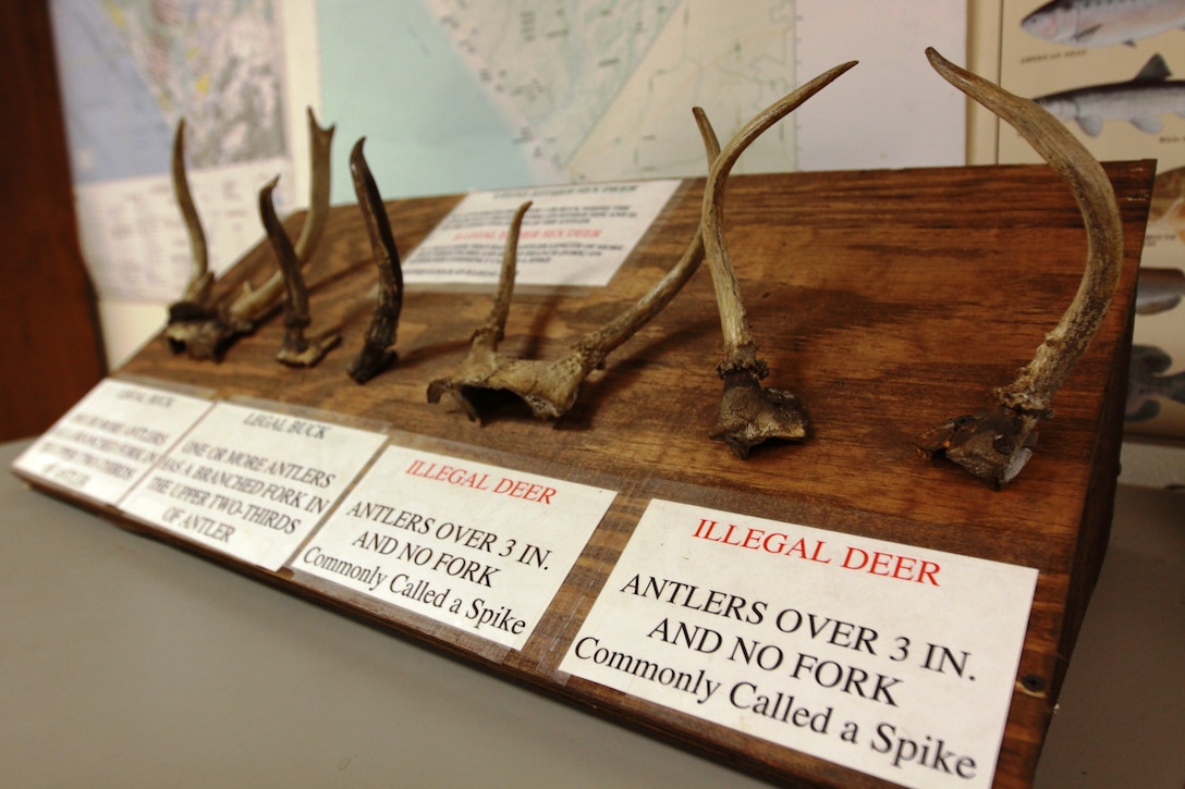 Deer antlers are on display at the Game Warden Office with signs that educate hunters on what deer are legal to hunt at Camp Pendleton. This year, deer season has been decreased due to low population of deer in the area.