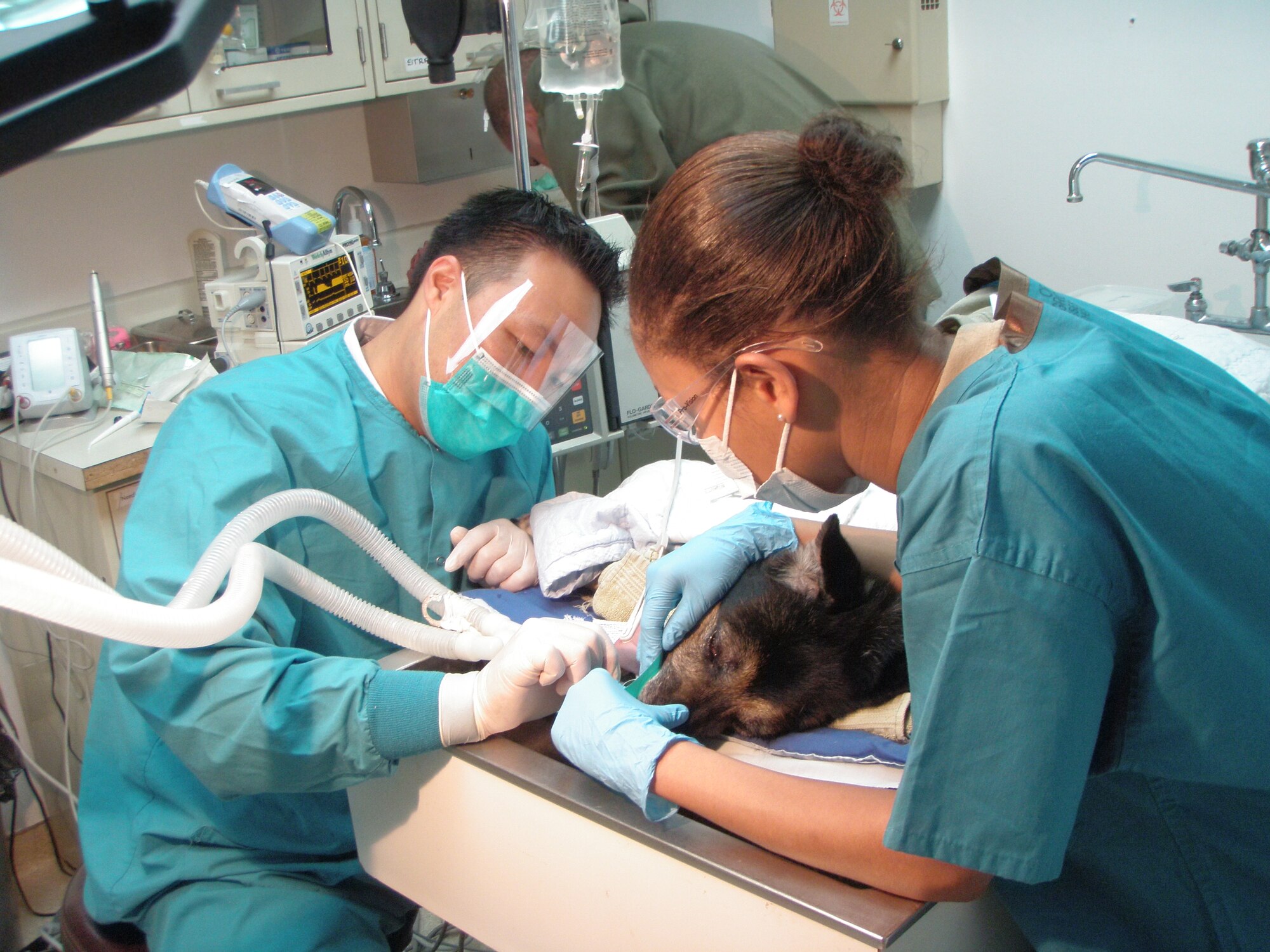 Capt. Paul Kim, left, performs dental surgery on a military working dog. Helping him is Senior Airman Britney Jones, a dental technician. (U.S. Air Force photo/Senior Airman Guillermo Yadao )