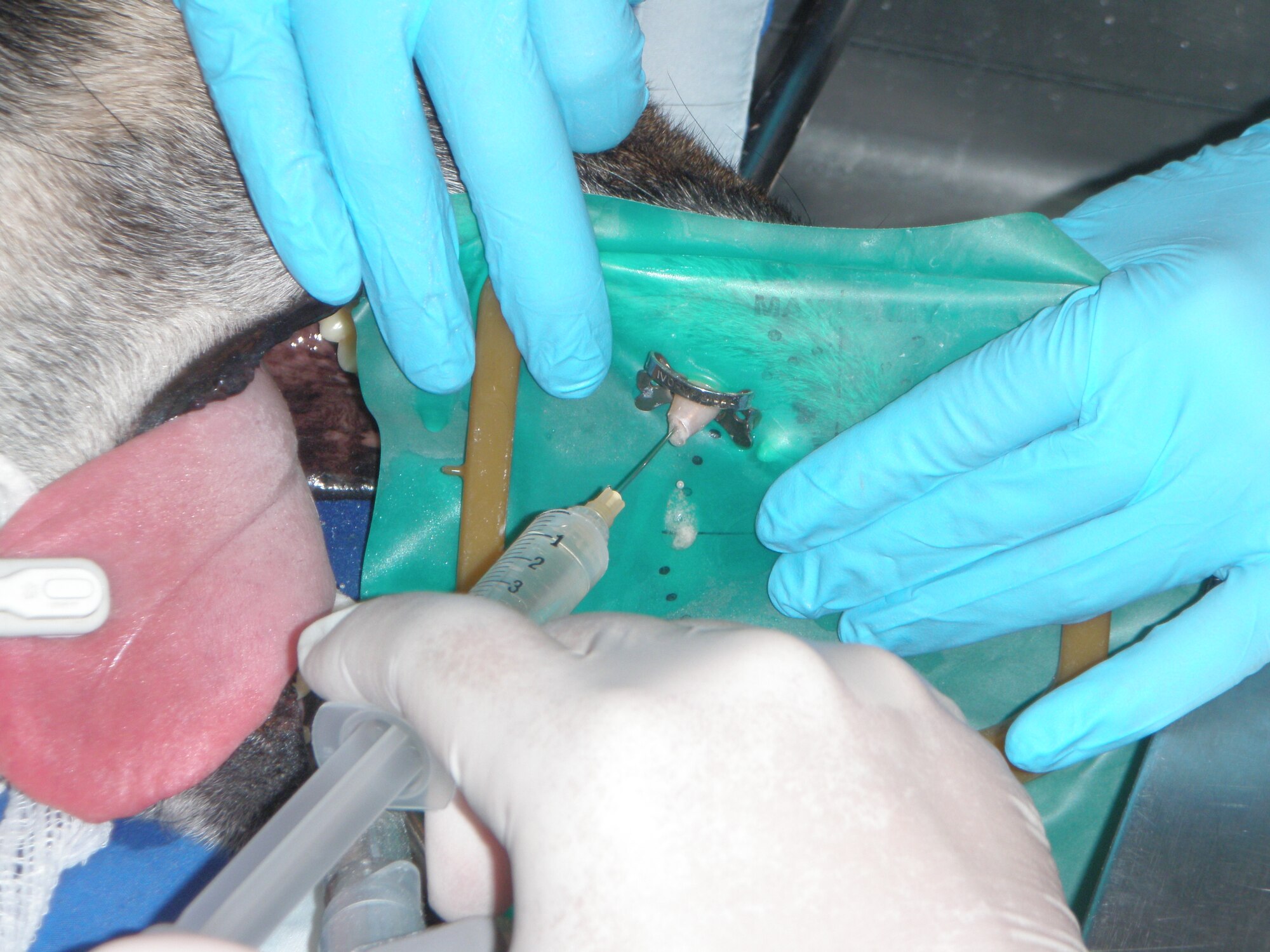 Capt. Paul Kim irrigates a canal with disinfectant as he performs dental surgery on a military working dog. (U.S. Air Force photo/Senior Airman Guillermo Yadao)