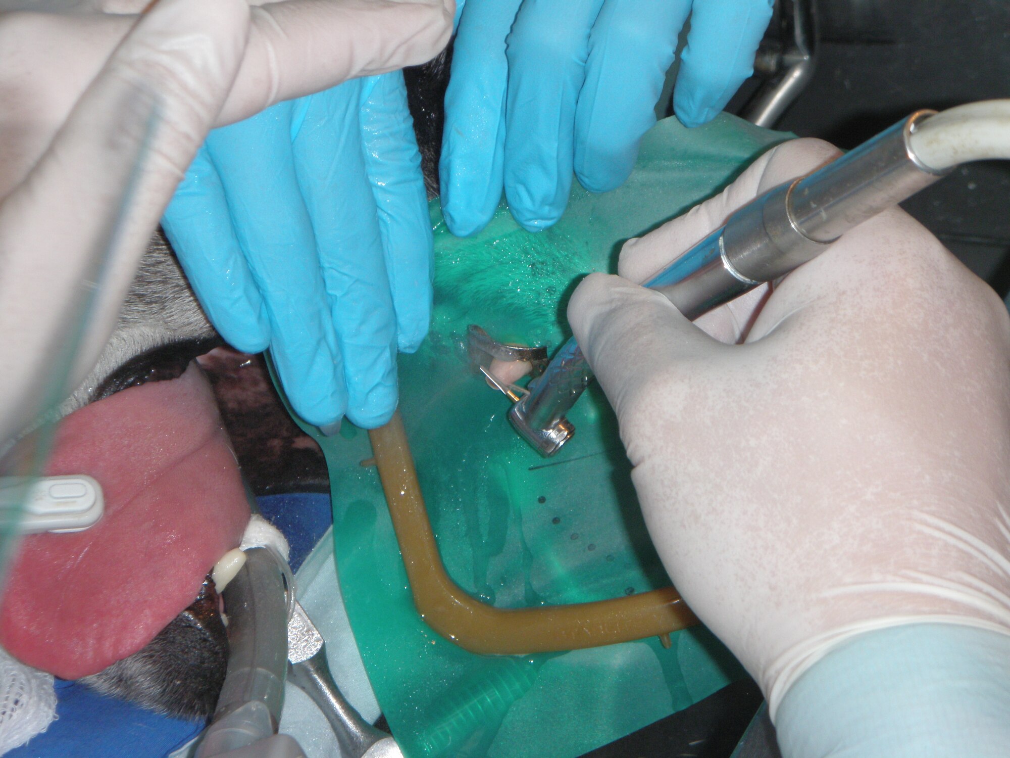 Capt. Paul Kim makes an access for a root canal on a military working dog. (U.S. Air Force photo/Senior Airman Guillermo Yadao)