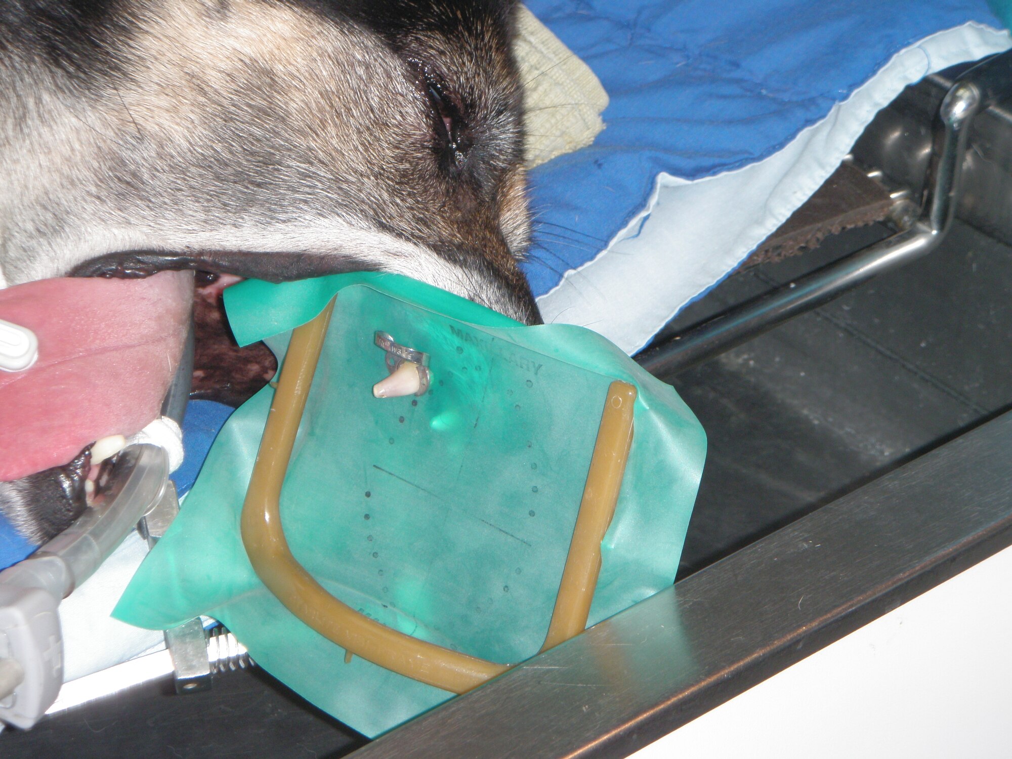A rubber dam is place around the discolored tooth, just like in a human mouth, as a military working dog gets a root canal. (U.S. Air Force photo/Capt. Paul Kim)