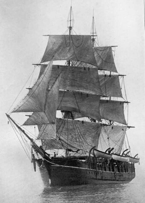 Live Oak wood gathered from the Depot will be used to restore the historic whaling ship, the Charles W. Morgan.
