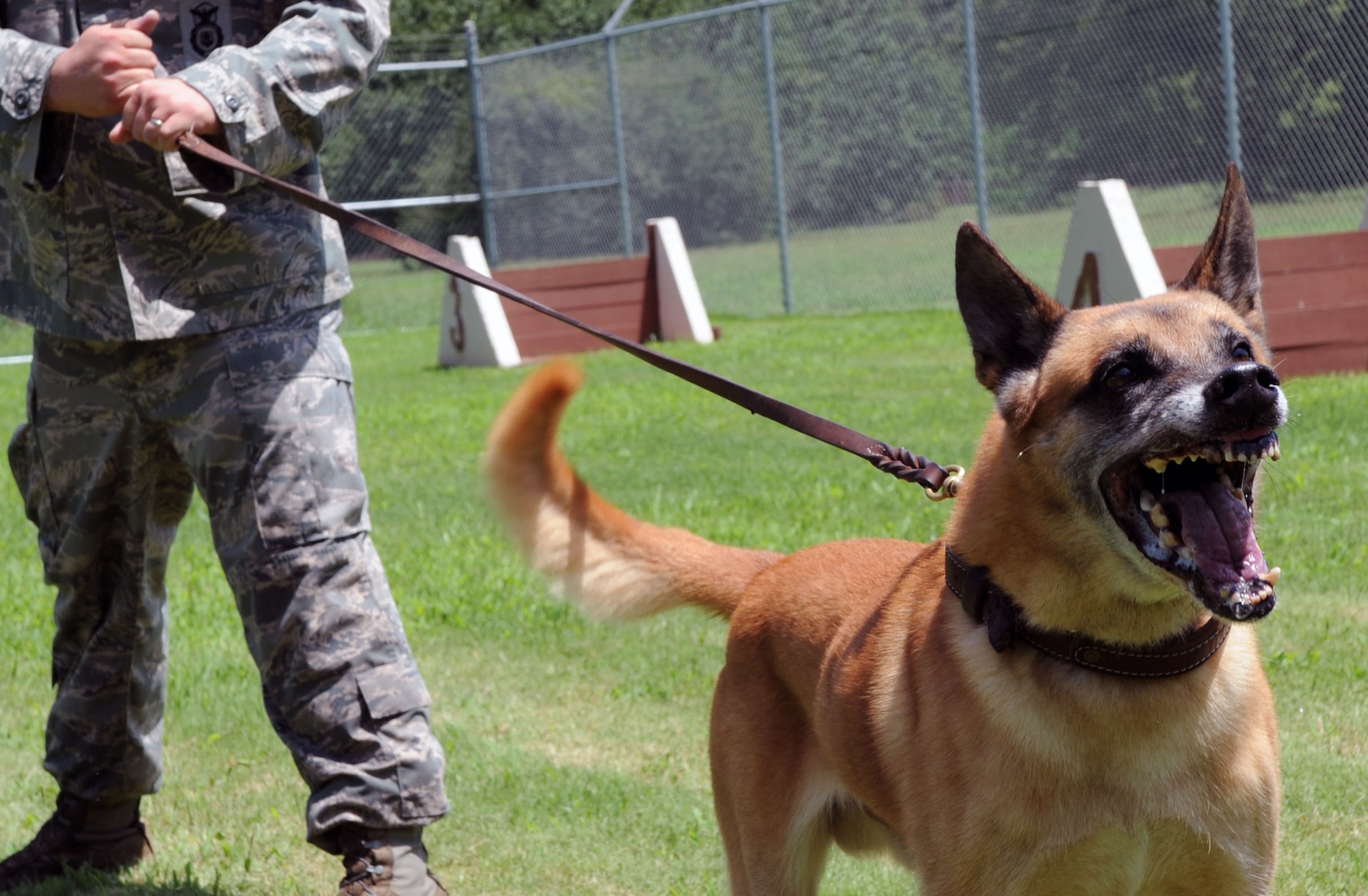 Rouge, 2d Security Forces Squadron, MWD, is on guard during the aggression part of their training. (United States Air Force photo by Senior Airman Alexandra Longfellow) (RELEASED)