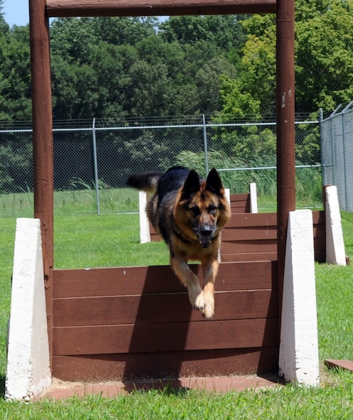 Dax, 2d Security Forces Squadron, MWD, jumps through the window on the obstacle course. (United States Air Force photo by Senior Airman Alexandra Longfellow) (RELEASED)