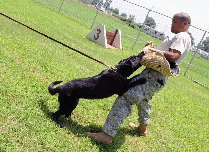 Sara, 2d Security Forces Squadron, MWD, is completely aggression training with Tech. Sgt. Paul Eversley, the decoy. (United States Air Force photo by Senior Airman Alexandra Longfellow) (RELEASED)