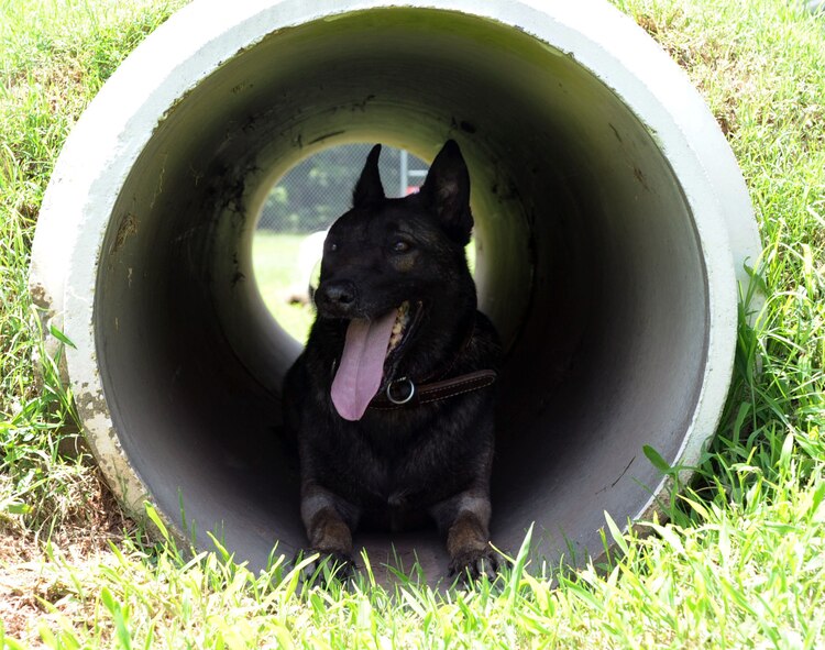 Robby, 2d Security Forces Squadron, military working dog takes a break in the shade of the tunnel used for training in their obstacle course. (United States Air Force photo by Senior Airman Alexandra Longfellow) (RELEASED)