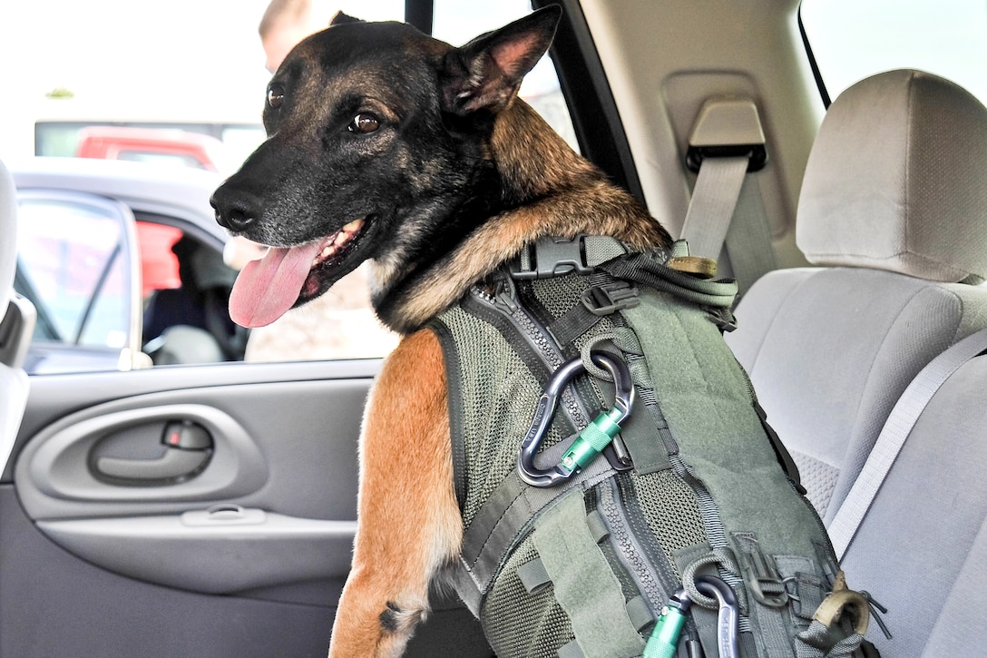 U.S. Army Sgt. Maj. Fasco, a military working dog, arrives on Gammon Parade Field  on Fort Leonard Wood., Mo., to participate in a historic tandom jump with his handler from a CH-47 Chinook helicopter from an altitude of 12,500 feet, Sept. 18, 2009. The jump was among several demonstrations, including jumps by the 101st Airborne Division's Screaming Eagles, during Military Police Warfighter Week.