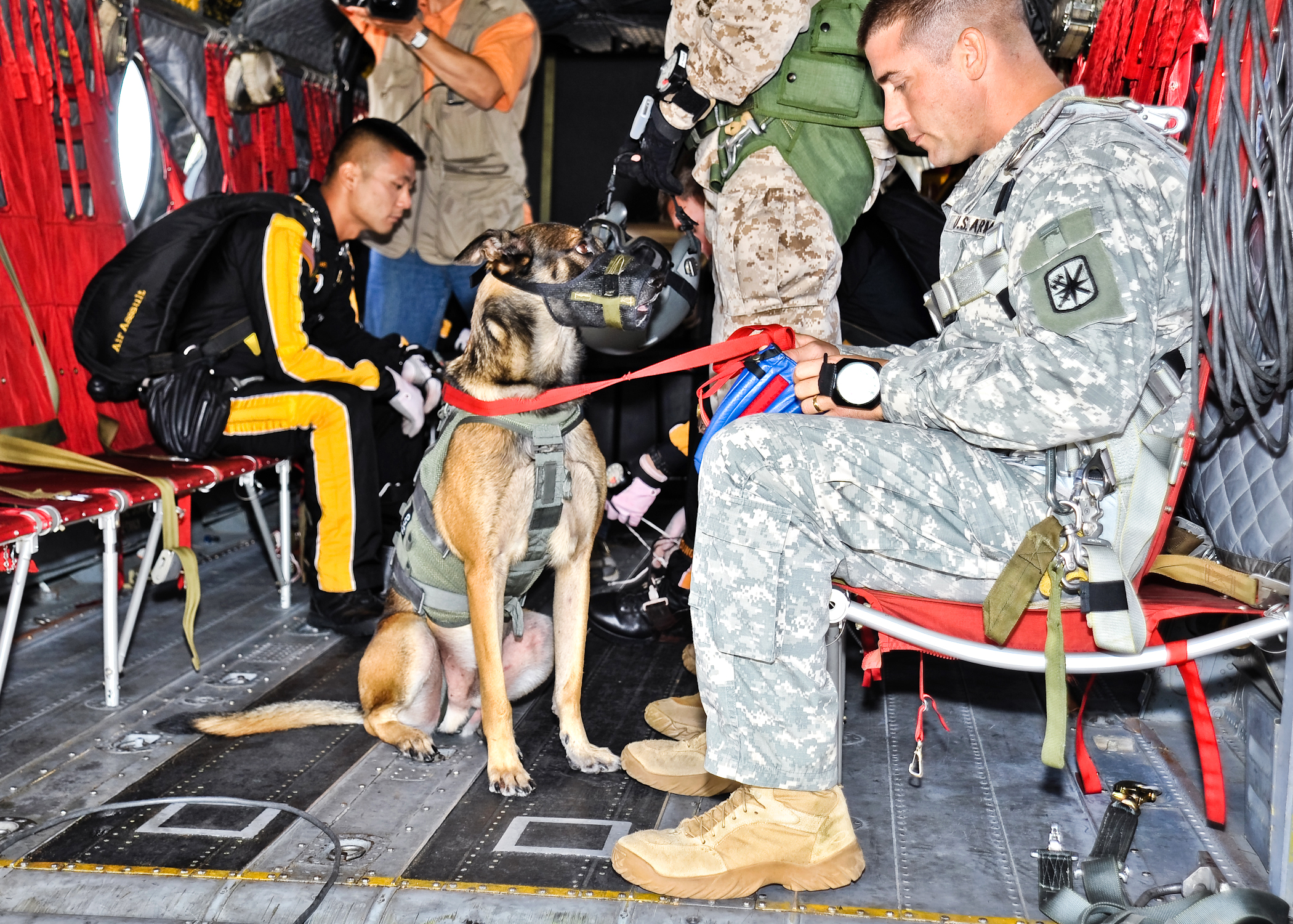 Skydiving Dog Military