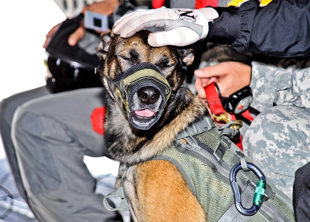 U.S. Army Sgt. Maj. Fasco, a military working dog, gets a pat on the head from a 
member of the 101st Airborne Division's Screaming Eagles before a historic tandom jump from an altitude of 12,500 feet on Fort Leonard Wood, Mo. Sept. 18, 2009. Fasco is wearing a muzzle for his protection during the flight and jump.