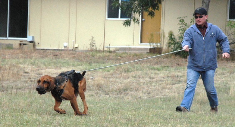 John Richey from the Salt Lake City Sherriff's Office and Oliver, a bloodhound, follow a scent trail in Pine Valley during training and certification exercises at the U.S. Air Force Academy Sept. 23, 2009. (U.S. Air Force photo/Ann Patton)