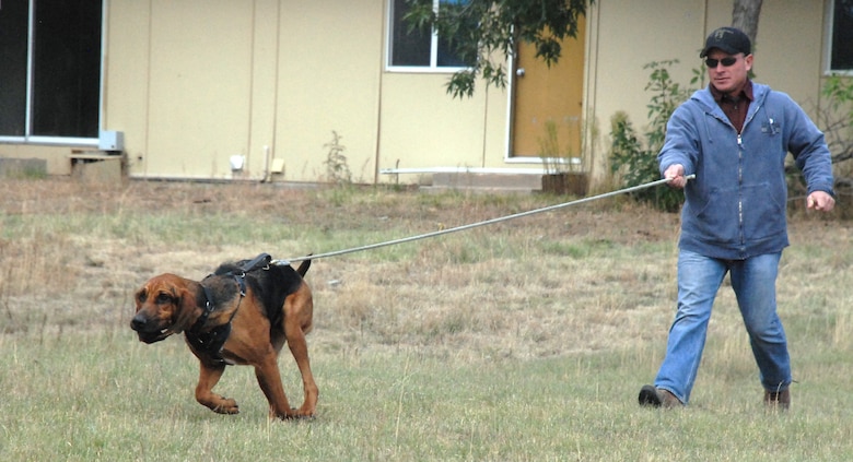 bloodhound tracking certification