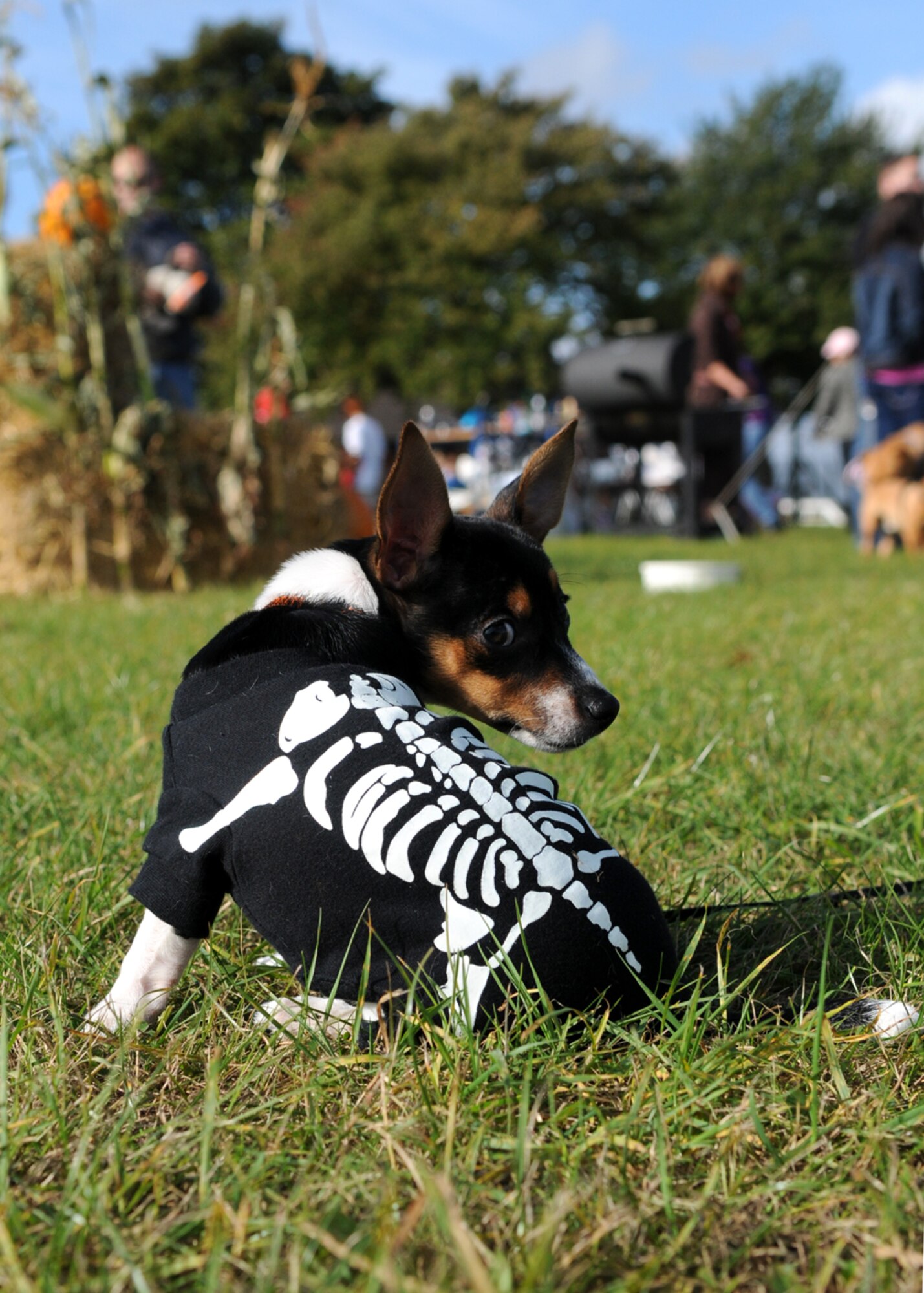 RAF FELTWELL, England -- Daphne, a baby Rat Terrier, shows off her skeleton costume at the RAF Feltwell Vet Clinic's 2nd Annual Petfest Oct. 12.  The event, which raised money for a local animal shelter, featured contests for pet costumes, tricks and pet/owner lookalike, a dog treat bake sale and military working dog demonstration.  (U.S. Air Force photo/Staff Sgt. Austin M. May)