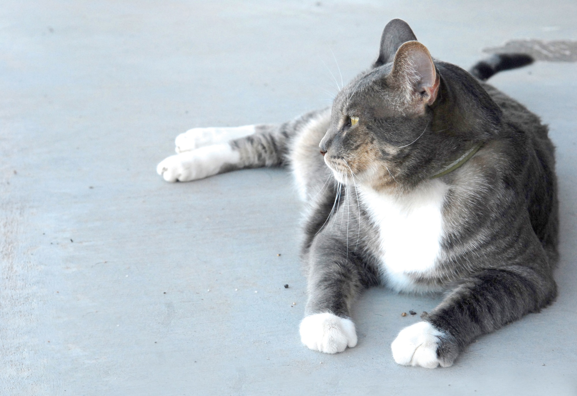 Max, a 21-pound gray tabby cat, is on official Army orders to the Luke Air Force Base Veterinary Clinic in Glendale, Ariz. Not only does he increase the morale of the staff and visitors to the clinic, he also officially provides "Fat Cat Security and Pest Control" as stated in his orders. (Photo by Deborah Silliman Wolfe)