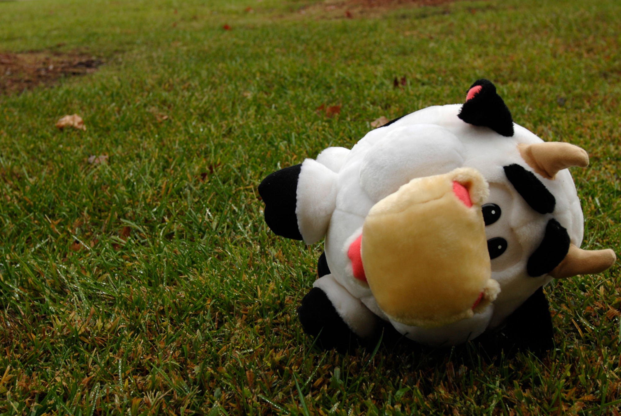 There is no merit to the myth, “Cows lie down before it rains.” (U.S. Air Force photo/Senior Airman Jessica Lockoski)