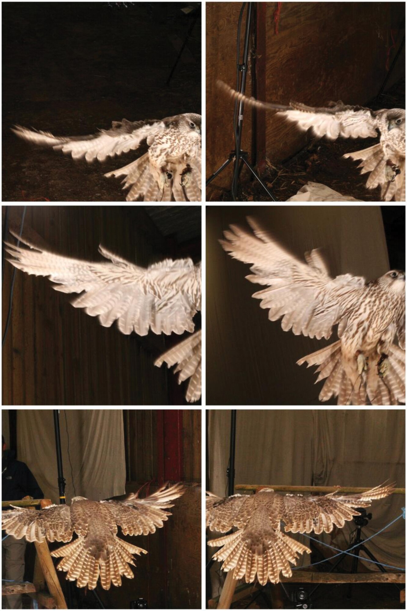 Using micro cameras and remote connection/communications technology, AFRL researchers exploring future micro air vehicle concepts place wireless camera packs on birds to observe various in-flight features.  Shown are six simultaneous images revealing different perspectives of a falcon’s flight.