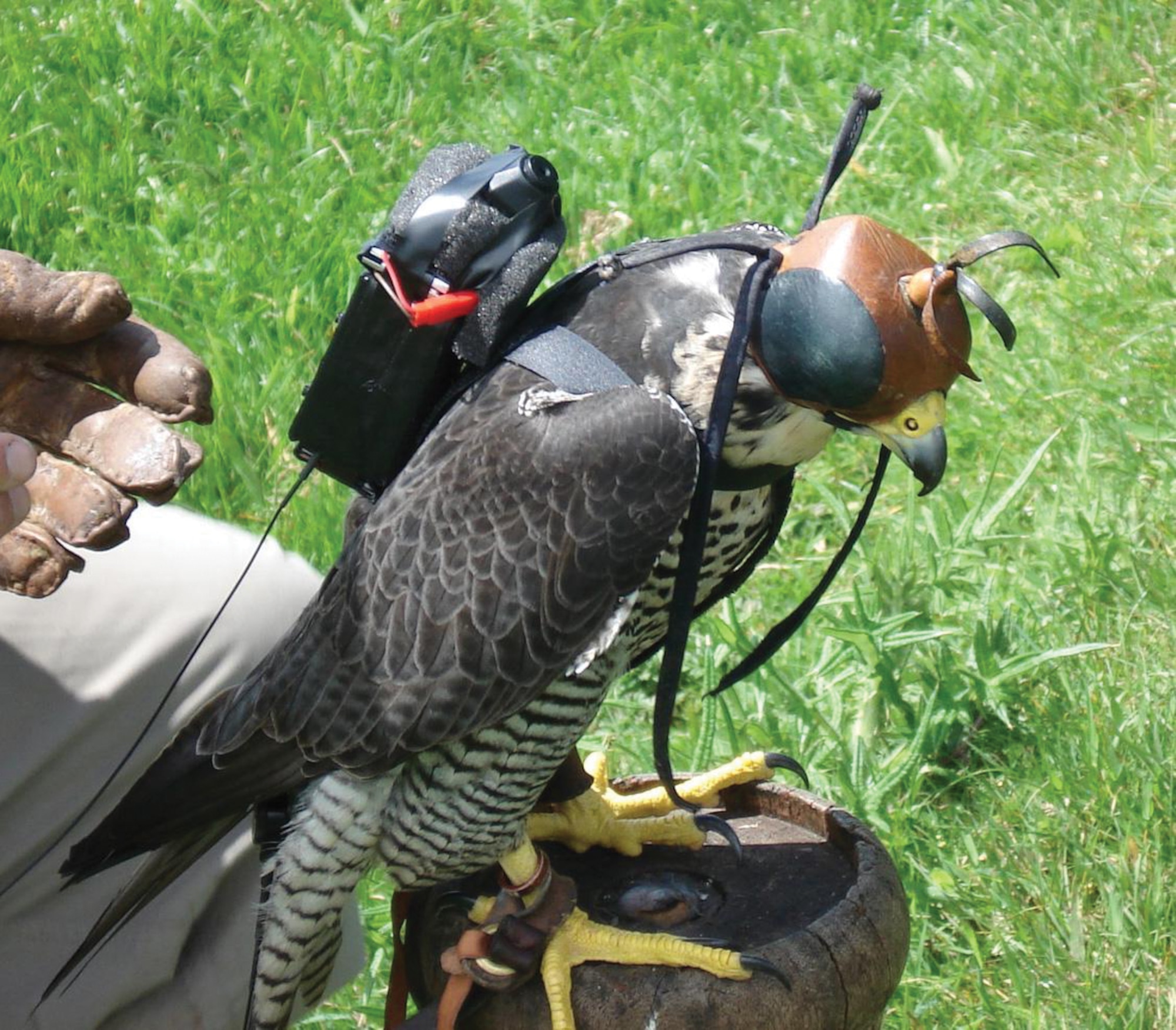 AFRL is looking to natural flyers (such as this peregrine falcon, shown with an instrumentation pack) for insight into increased flight agility for future micro air vehicles.