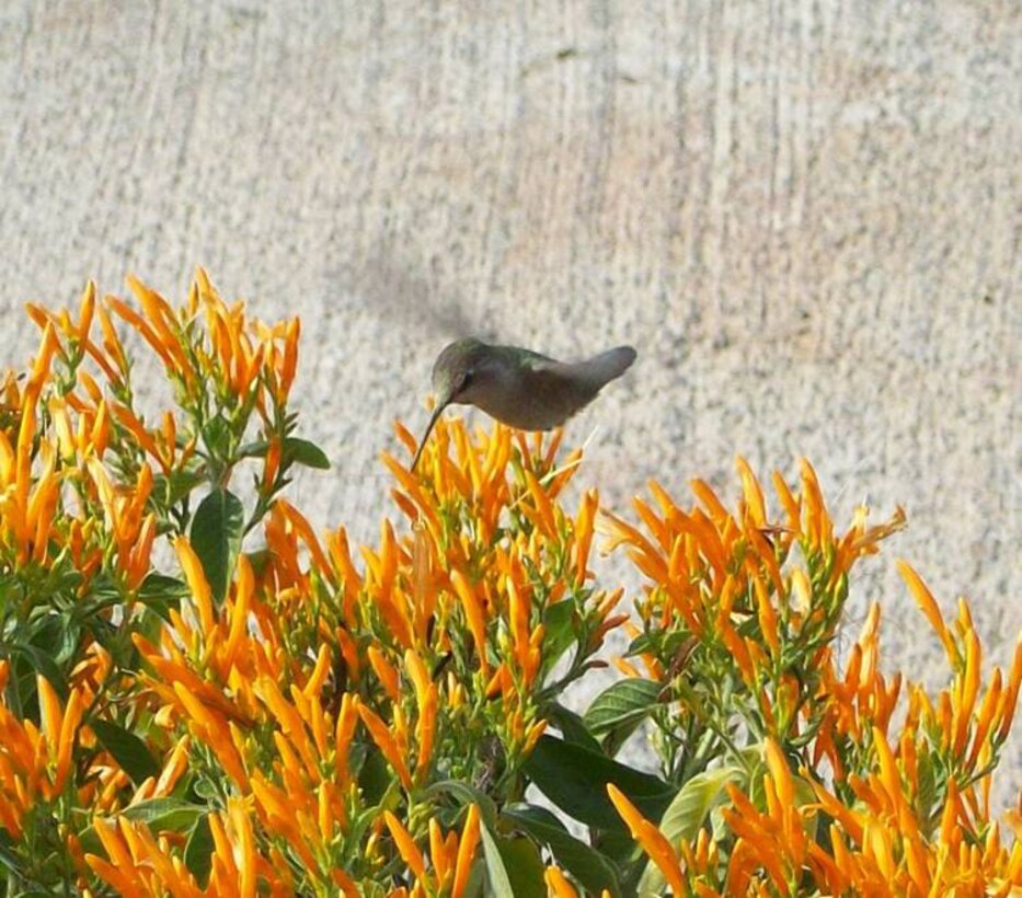 The new nectar garden constructed by National Resources and Environmental Affairs Division was made possible by a grant from the NREA Foundation.