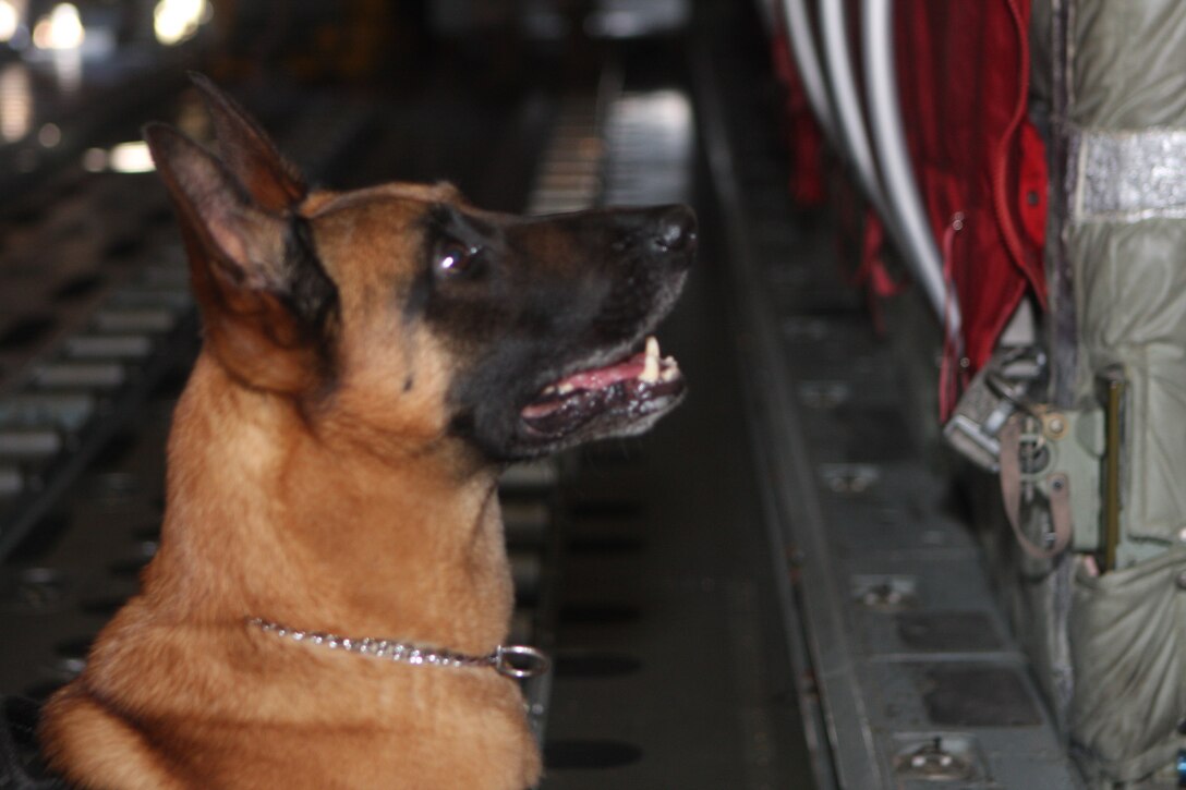 Military working dog Astor finds his target on board a C-130 "Hercules" while training at the Marine Corps Air Station Miramar, Calif., flight line  Nov. 2. Astor, along with fellow canines Ralph and Lutyo, practiced finding less than an ounce of cocaine at the flight line and then honed their aggression skills.