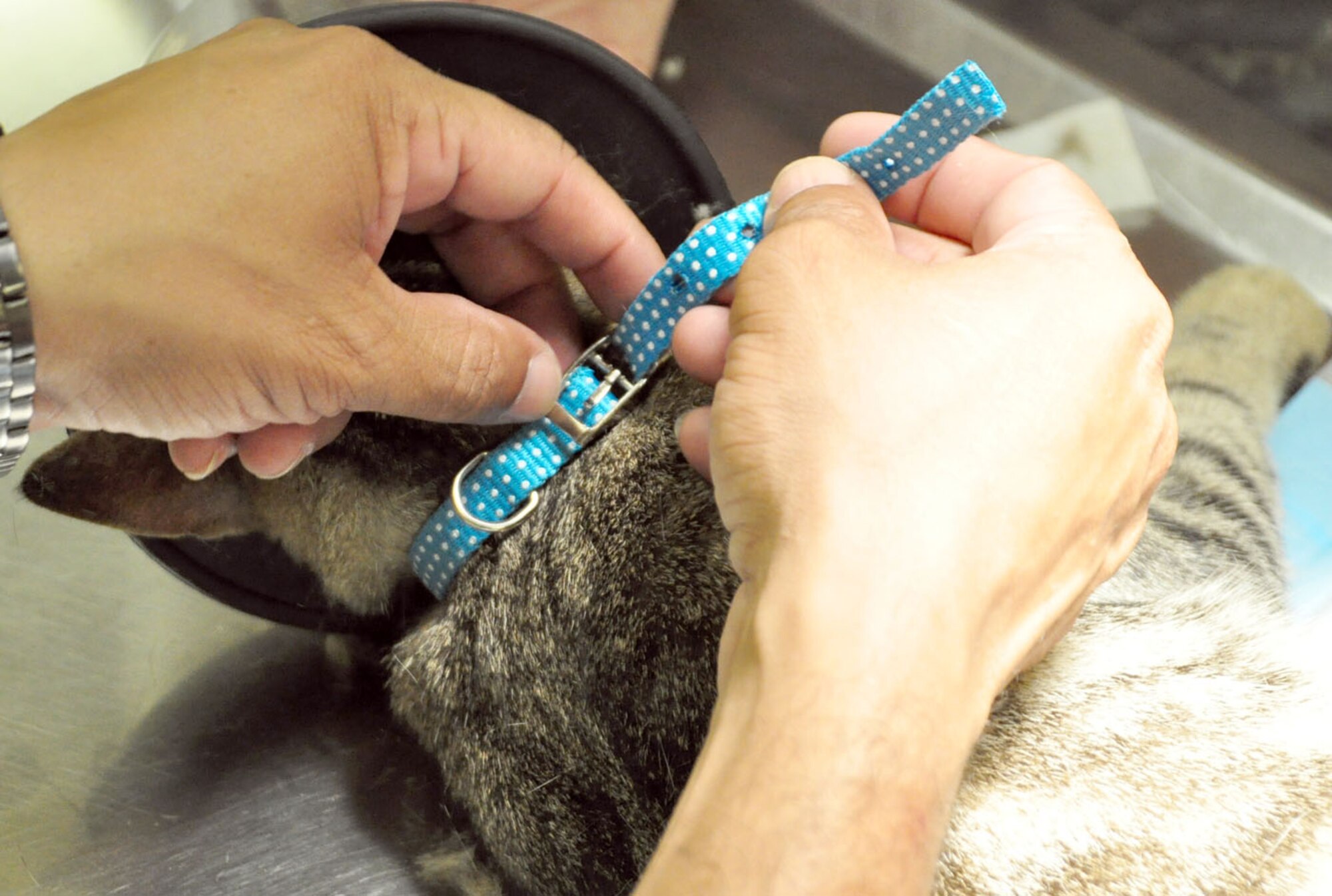 SOTO CANO AIR BASE, Honduras — Army Staff Sgt. Alexander Delarosa, JTF-Bravo veterinary technician, places a blue collar on a cat Oct. 15 at the base preventative health operating room after spaying, immunizing and implanting a computer microchip.The Joint Task Force-Bravo veterinarian clinic staff started a new initiative this month to try and not only control the population of cats on base, but also make sure the cats that are here are healthy in order to help control the pests on base. One way for base residents to visually determine which cats that have been treated is by the presence of the light blue collar (U.S. Air Force photo/Staff Sgt. Chad Thompson).