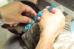 SOTO CANO AIR BASE, Honduras — Army Staff Sgt. Alexander Delarosa, JTF-Bravo veterinary technician, places a blue collar on a cat Oct. 15 at the base preventative health operating room after spaying, immunizing and implanting a computer microchip.The Joint Task Force-Bravo veterinarian clinic staff started a new initiative this month to try and not only control the population of cats on base, but also make sure the cats that are here are healthy in order to help control the pests on base. One way for base residents to visually determine which cats that have been treated is by the presence of the light blue collar (U.S. Air Force photo/Staff Sgt. Chad Thompson).