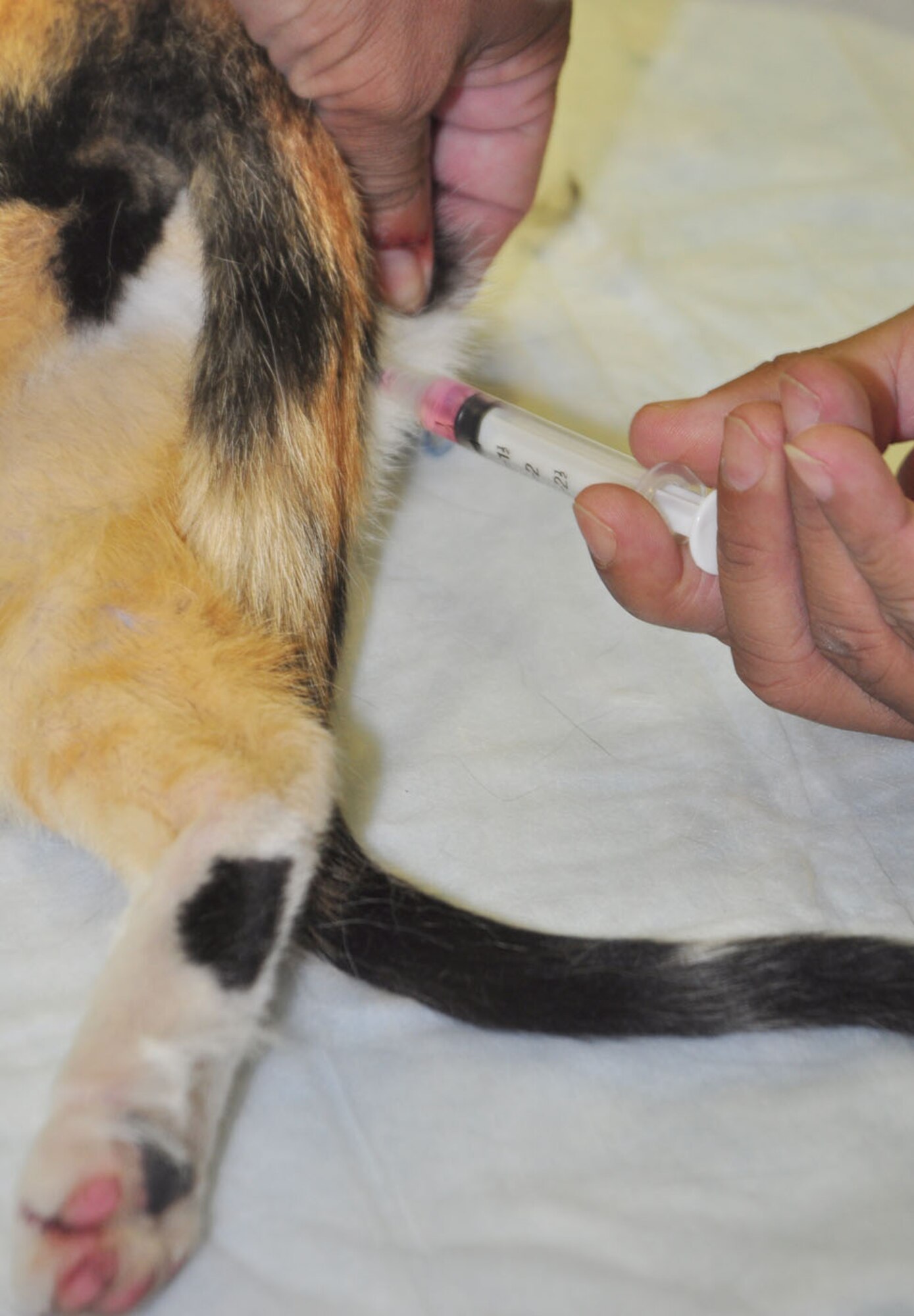 SOTO CANO AIR BASE, Honduras — Army Staff Sgt. Alexander Delarosa, JTF-Bravo veterinary technician, gives a cat an immunization Oct. 15 at the base preventative health operating room.The Joint Task Force-Bravo veterinarian clinic staff started a new initiative this month to try and not only control the population of cats on base, but also make sure the cats that are here are healthy in order to help control the pests on base (U.S. Air Force photo/Staff Sgt. Chad Thompson).